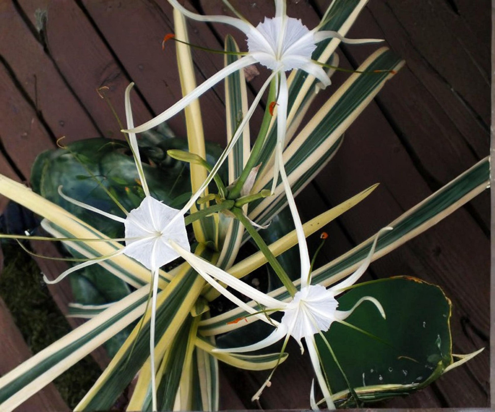 Variegated Spider Lily Plant - 2" Pot - Hymenocallis Caribaea 'Variegata' - Tropical Aquatic Marginal White Flowers
