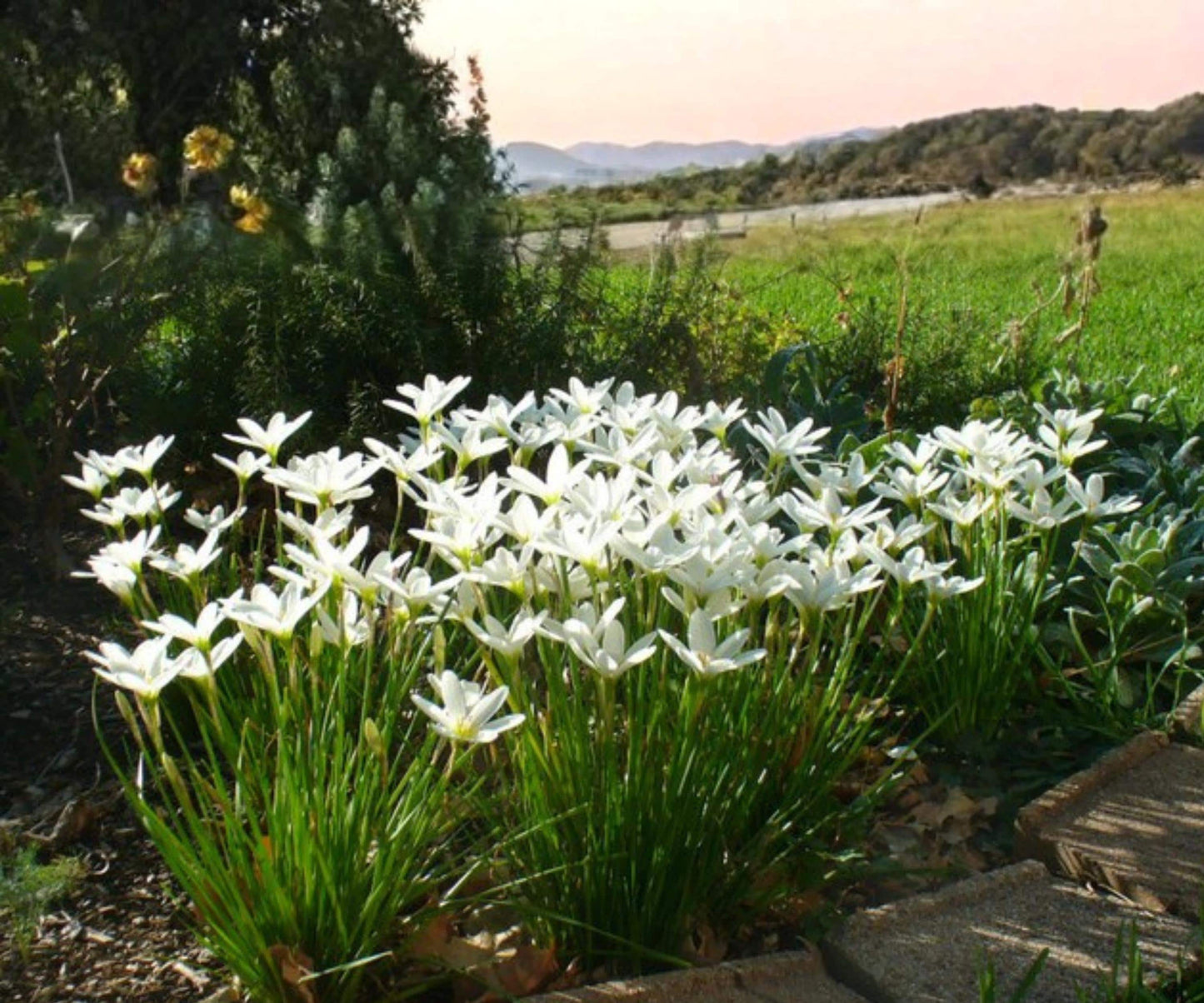 White Zephyr Lily Pond Plant - 2" Live Zephyranthes Candida - Tropical Marginal Aquatic Flower for Water Gardens