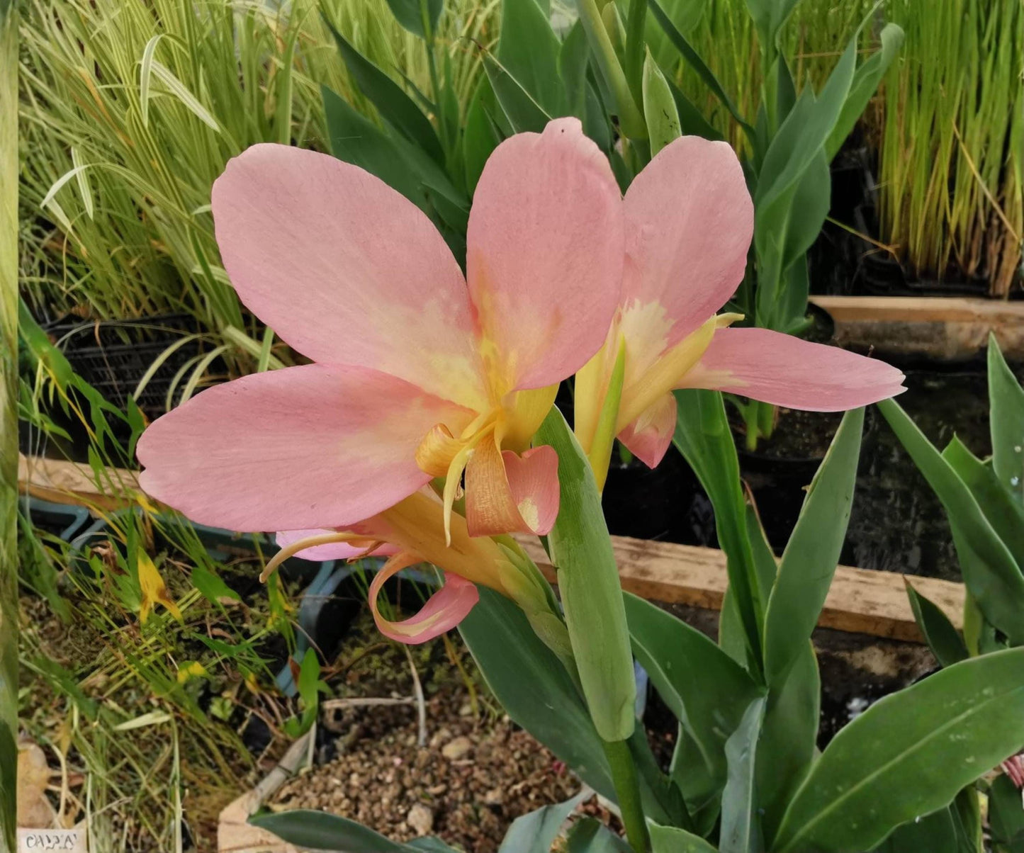 Peach Delight Canna - Live 4" Tropical Aquatic Marginal Plant - Canna 'Peach Delight' - Peach Flowering Bog Plant