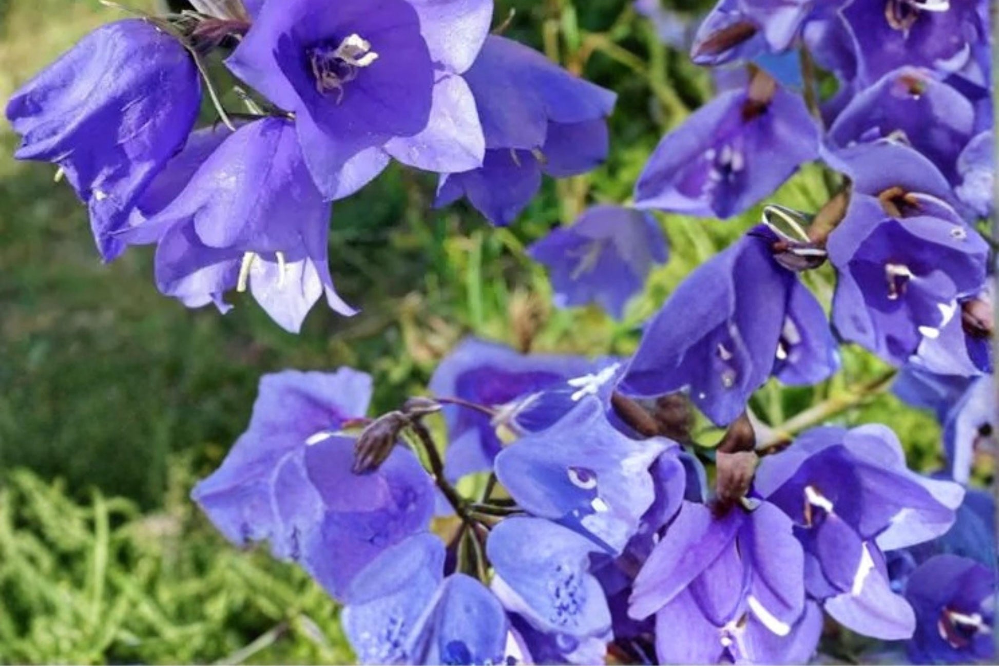 Tussock Bellflower Seeds - 100 Pack - Campanula carpatica - Blue, Purple, White - Herbaceous Perennial for Rock Gardens