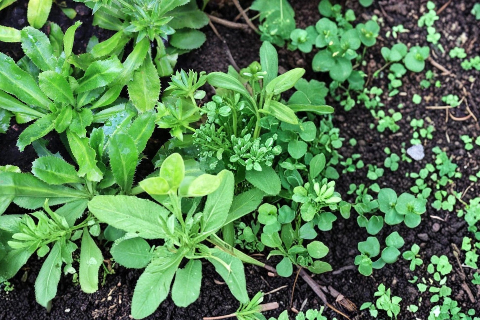 Vietnamese Culantro Seeds - 100 Seeds - Eryngium foetidum - Aromatic Culinary Herb for Shade Garden and Kitchen Use
