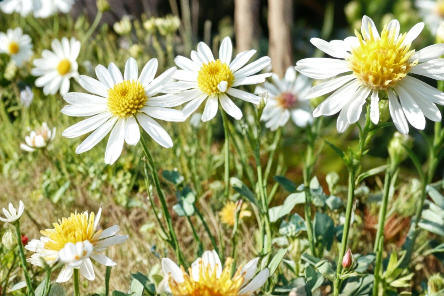 False Aster Seeds - 100 Count - White Daisy Flowers with Yellow Centers - Boltonia asteroides - Perennial for Borders & Meadows