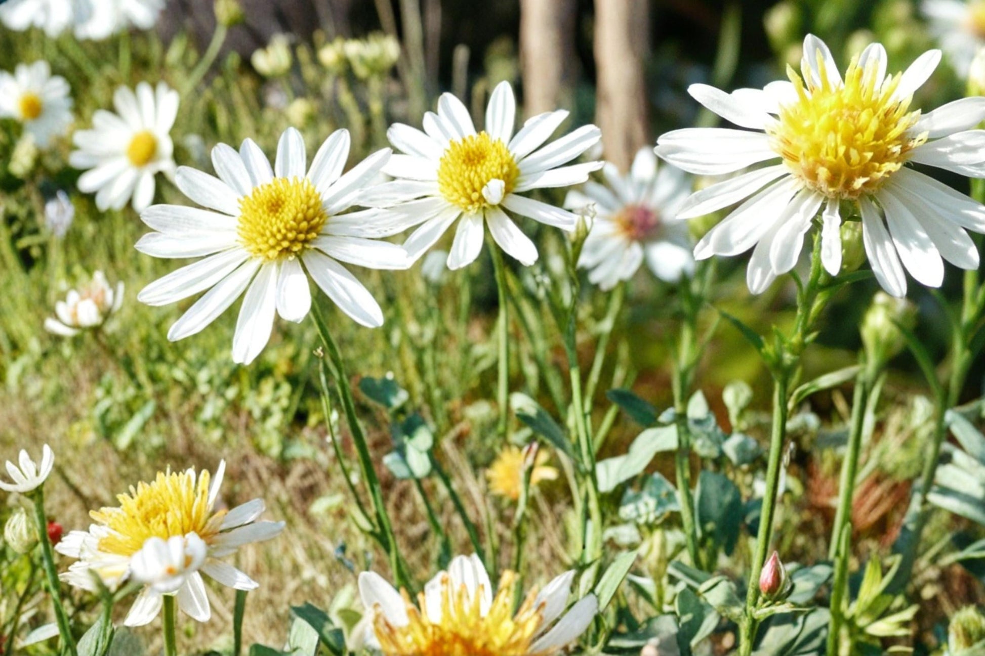 False Aster Seeds - 100 Count - White Daisy Flowers with Yellow Centers - Boltonia asteroides - Perennial for Borders & Meadows