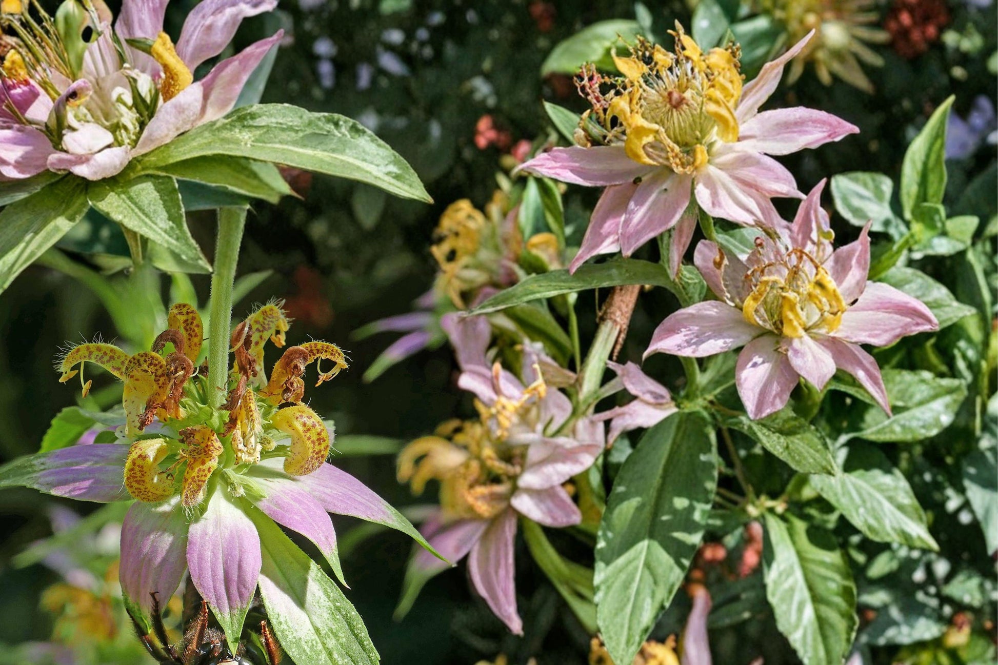 Spotted Bee Balm Seeds - 100 Seeds - Yellow with Purple Spots - Monarda punctata - Pollinator-Friendly Herbaceous Plant