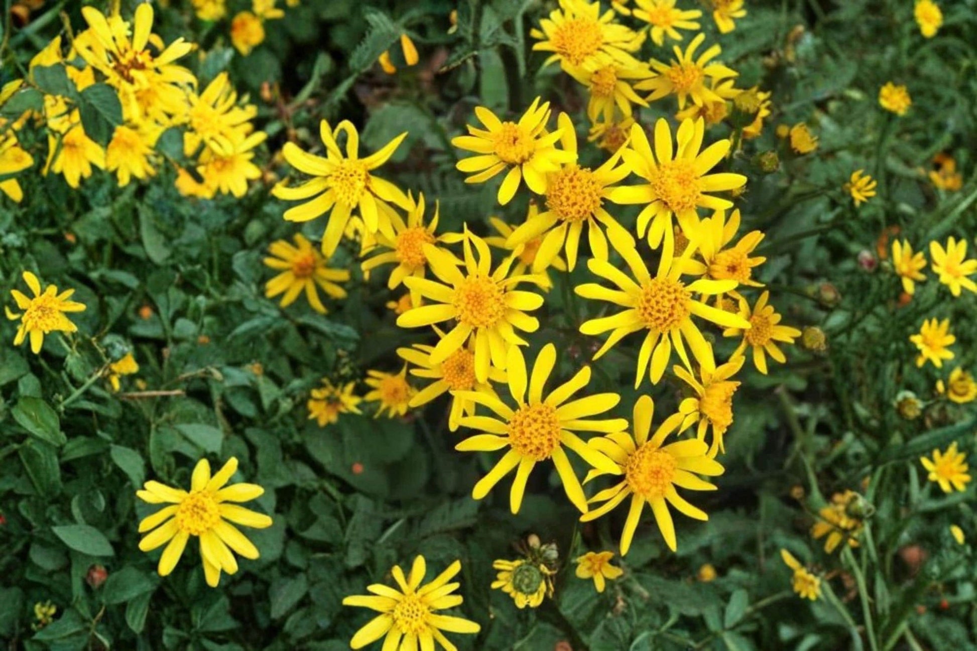 Golden Ragwort Seeds - 75 Pack - Packera aurea - Yellow Wildflower for Shade Gardens & Woodland Plantings