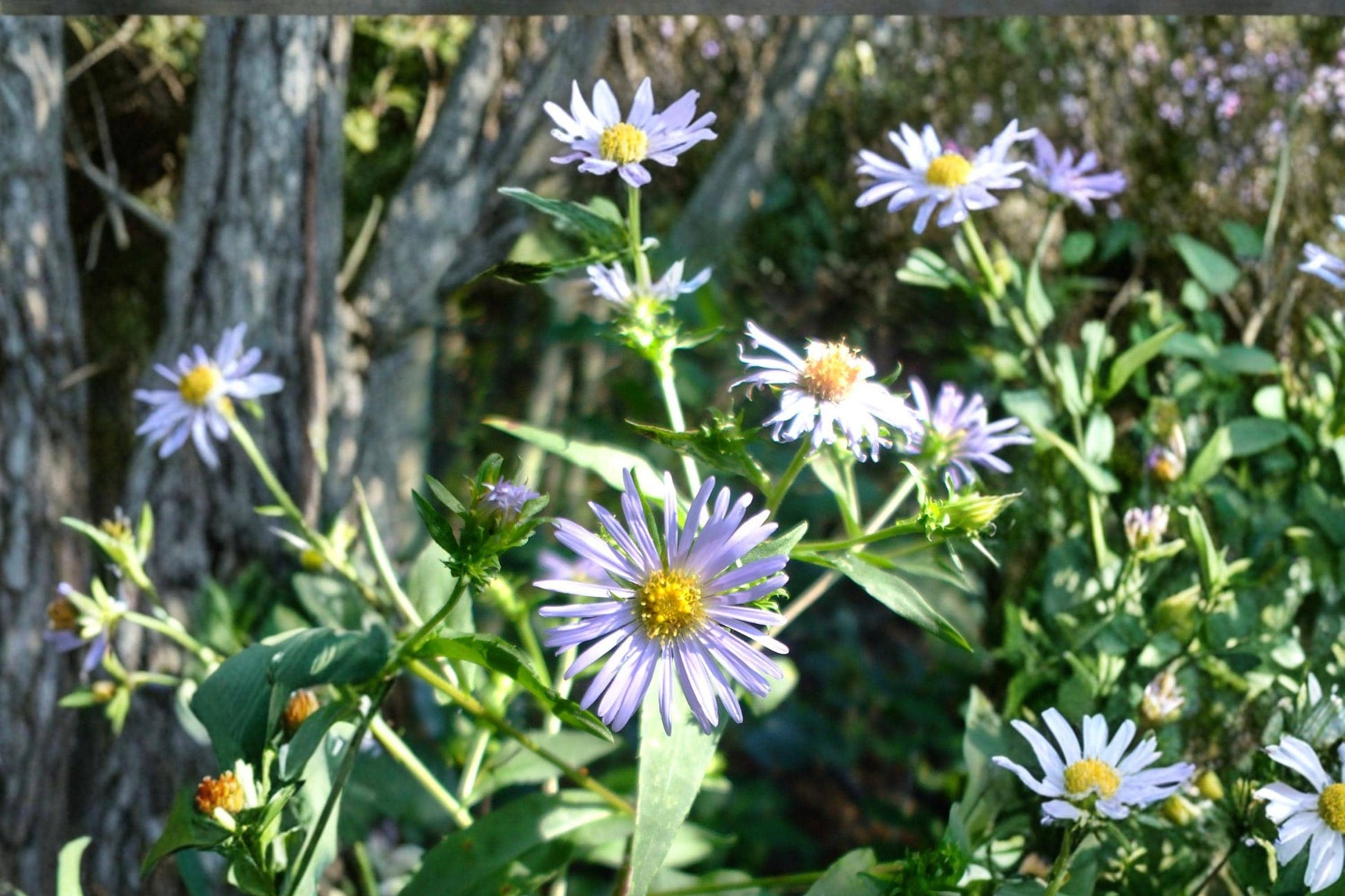 Swamp Aster Seeds 100 Count - Lavender Purple Flowers - Symphyotrichum puniceum - Moisture-Loving Perennial for Wetlands