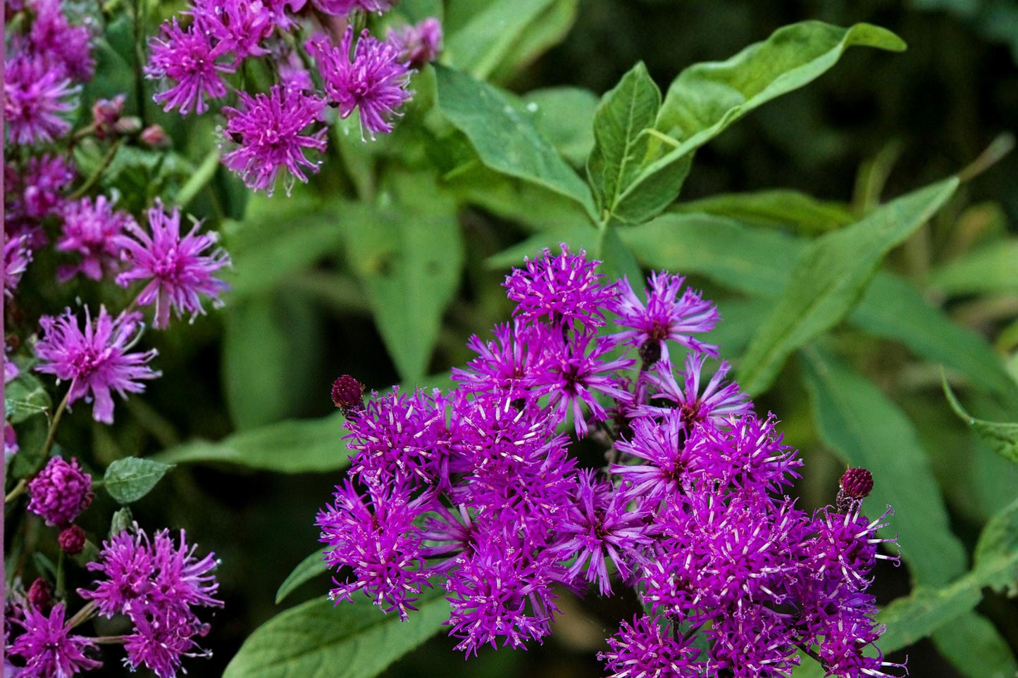 Tall Ironweed Seeds - 100 Count - Purple Wildflower - Vernonia gigantea - Native Perennial for Meadows and Pollinator Gardens