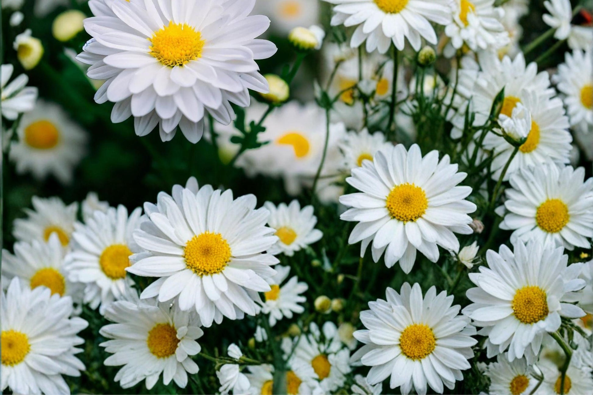 Creeping Daisy Seeds 100 Count - White Flowers with Yellow Centers - Chrysanthemum paludosum - Low-Growing Annual Groundcover