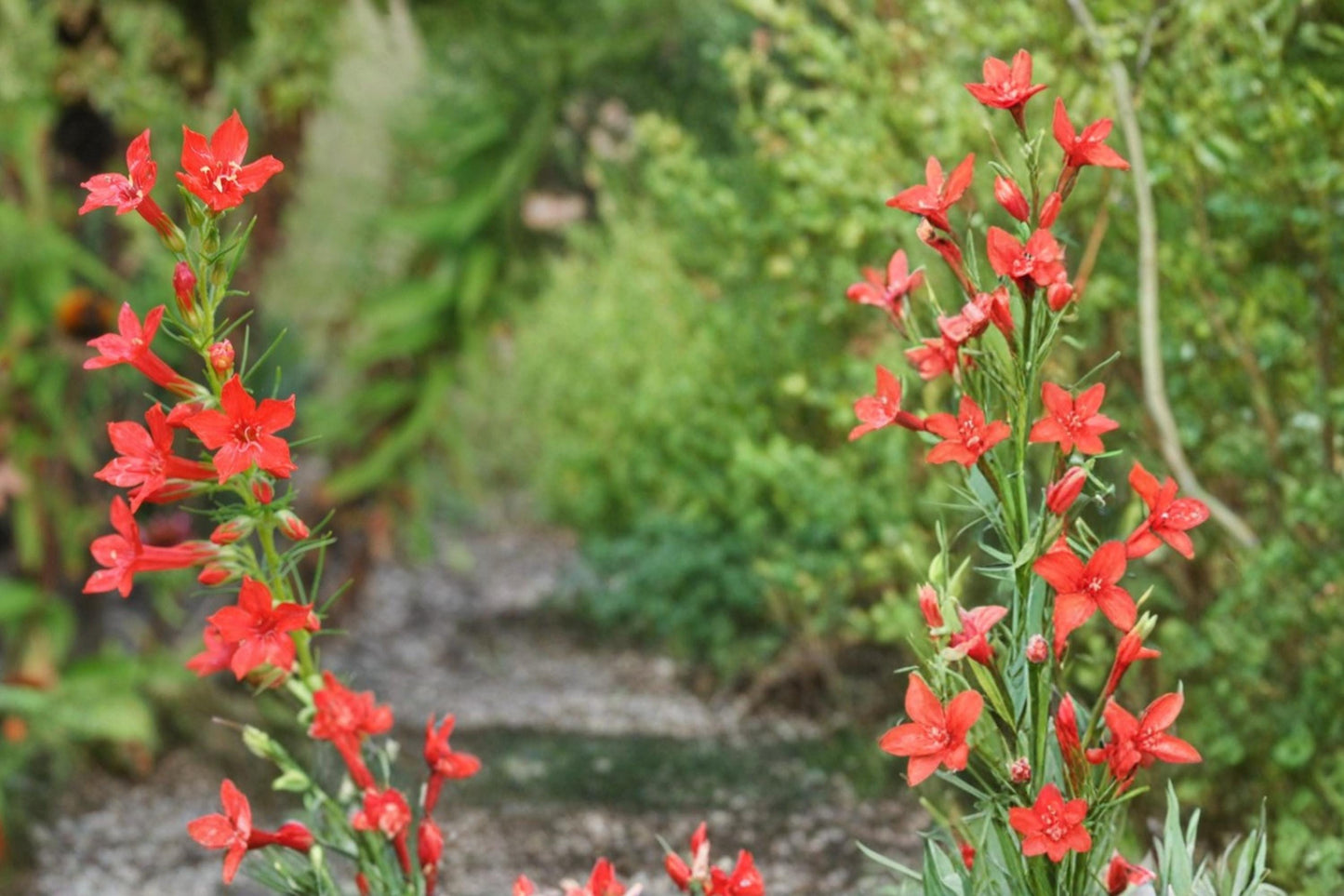 Standing Cypress Seeds 100 Count - Bright Red Tubular Flowers - Ipomopsis rubra - Biennial Wildflower for Garden Borders