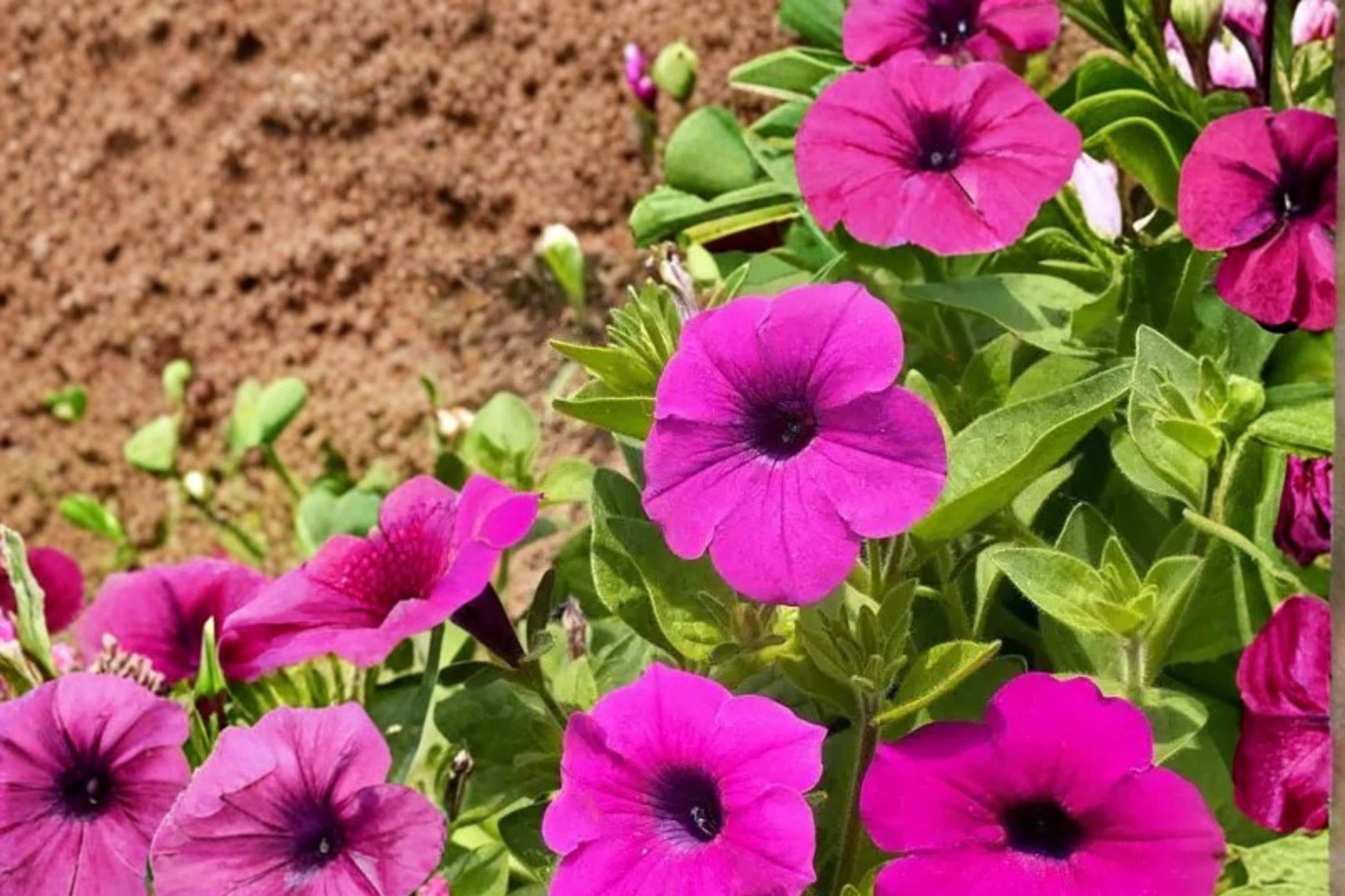 Wild Petunia Seeds - 100 Count - Purple Flowering Plant - Petunia violacea - Herbaceous Perennial for Gardens and Containers
