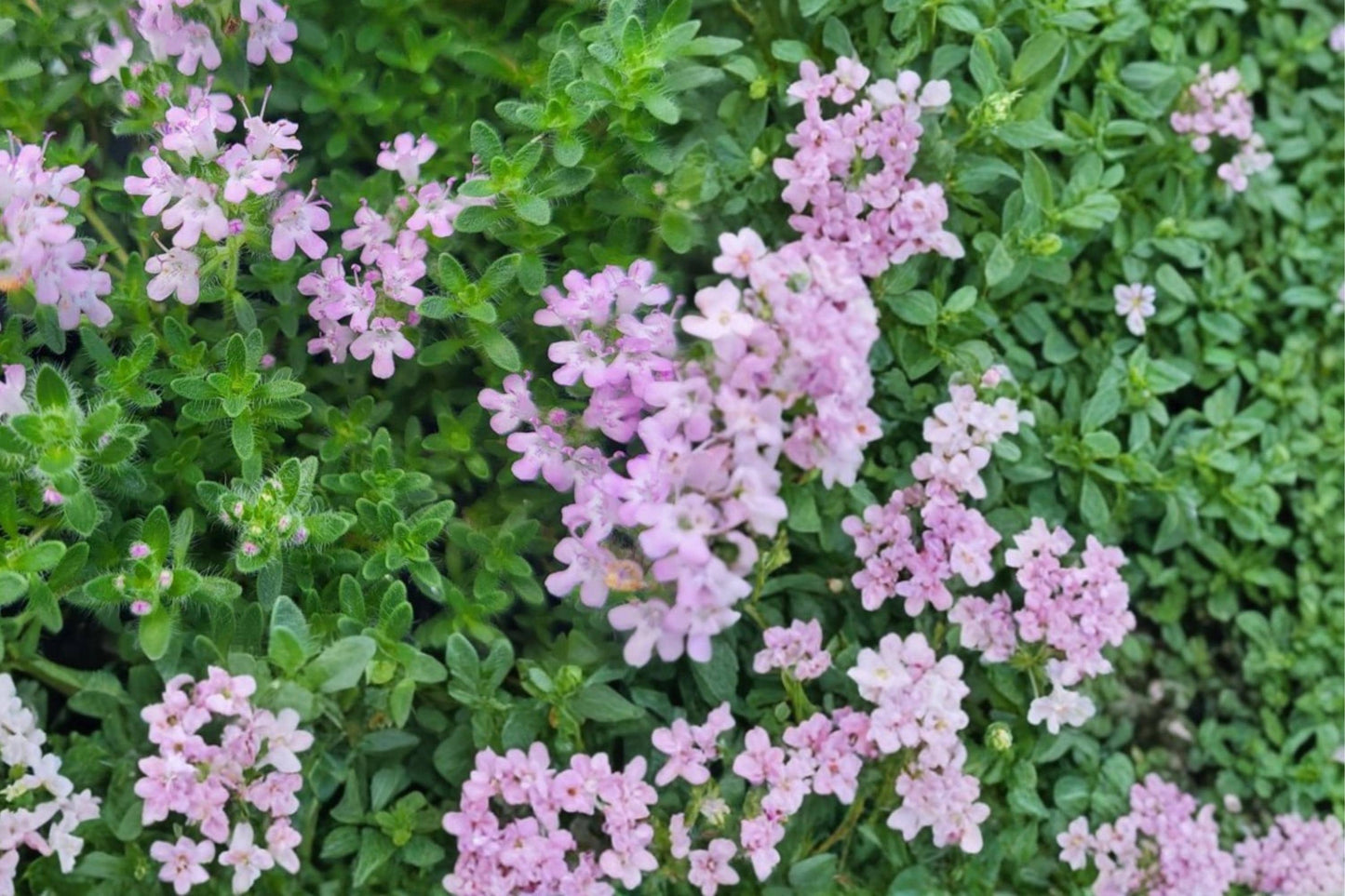 Creeping Thyme Seeds 100 Count - Thymus serpyllum - Aromatic Low-Growing Groundcover with Purple Flowers