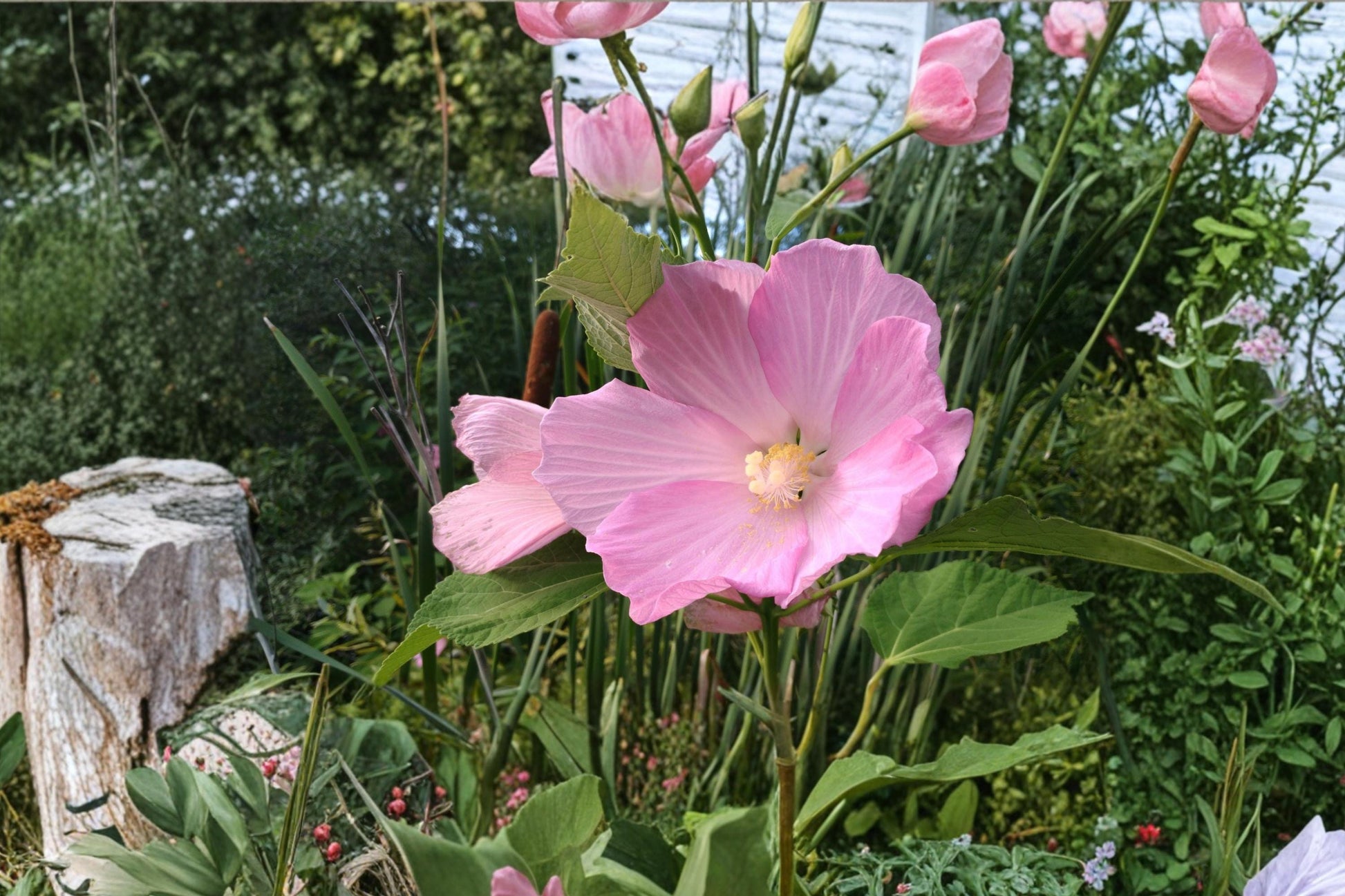 Swamp Rose Mallow Seeds - 30 Hibiscus moscheutos - Pink Red White Flowers - Moisture-Loving Perennial for Wetlands