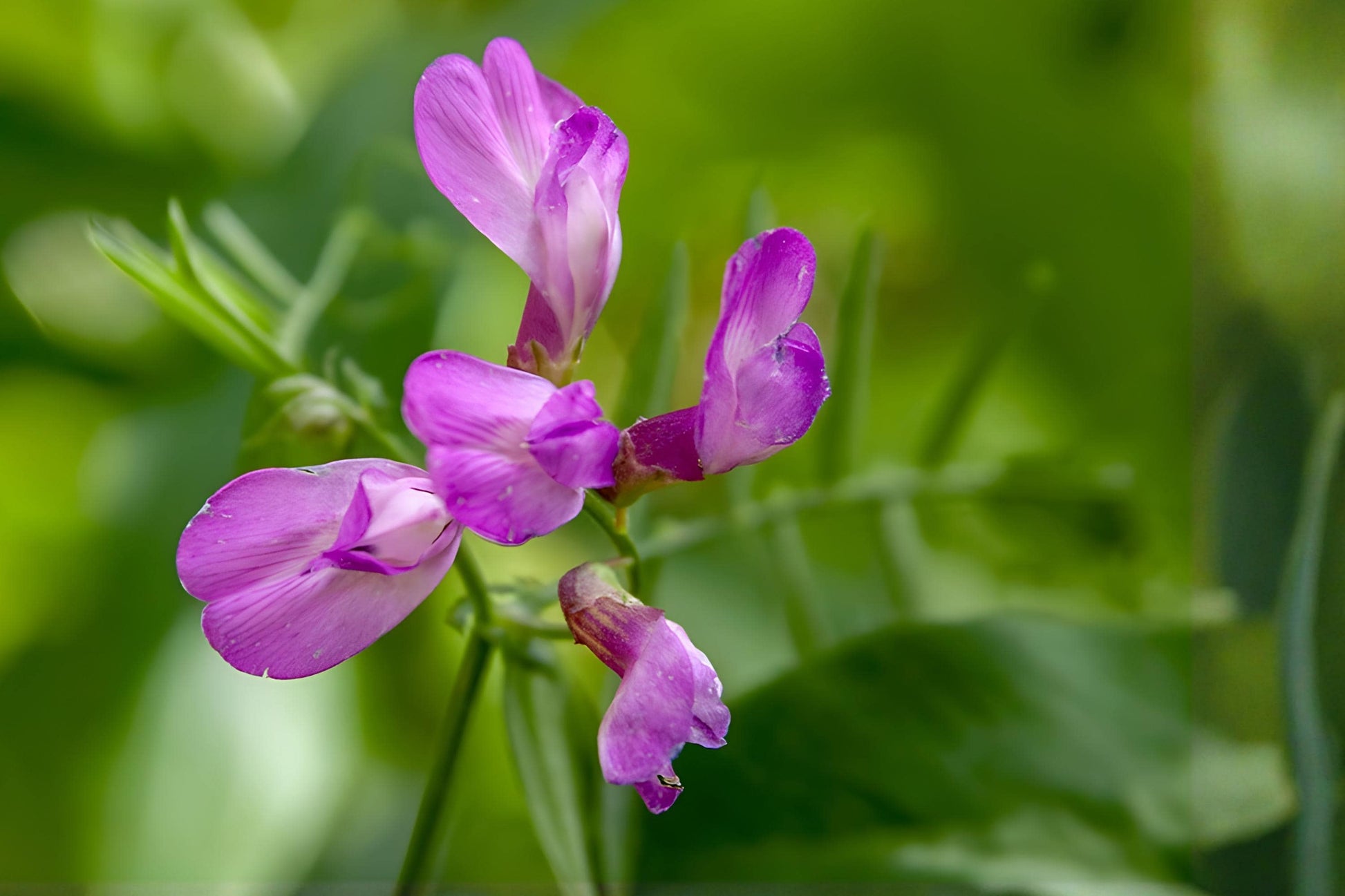 American Vetch Seeds (25) | Purple Blooms | Vicia americana | Native Wildflower for Pollinators & Prairie Gardens