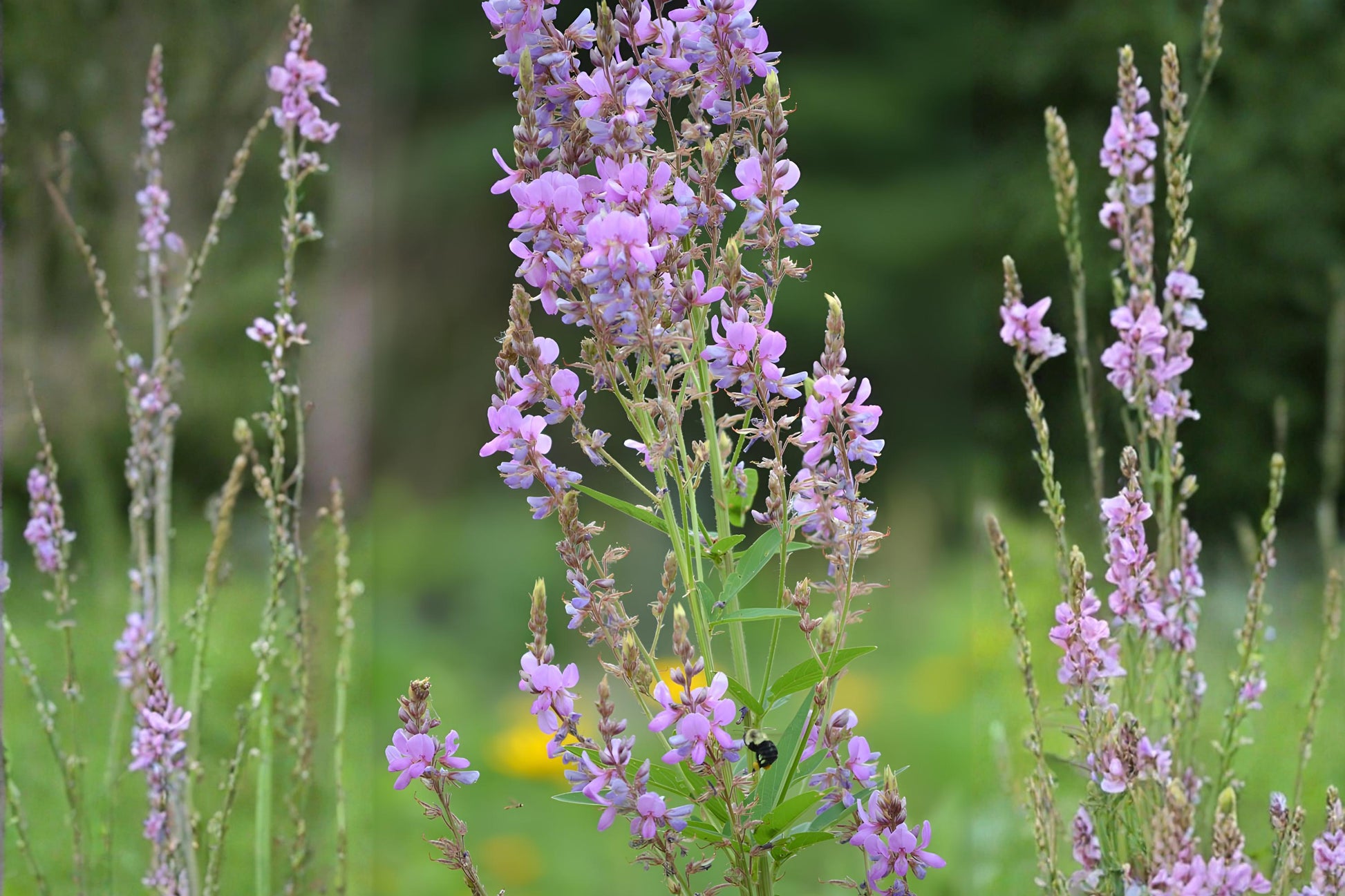 Showy Tick Trefoil Seeds (25) | Pink-Purple Native Wildflower | Desmodium canadense | Pollinator Friendly