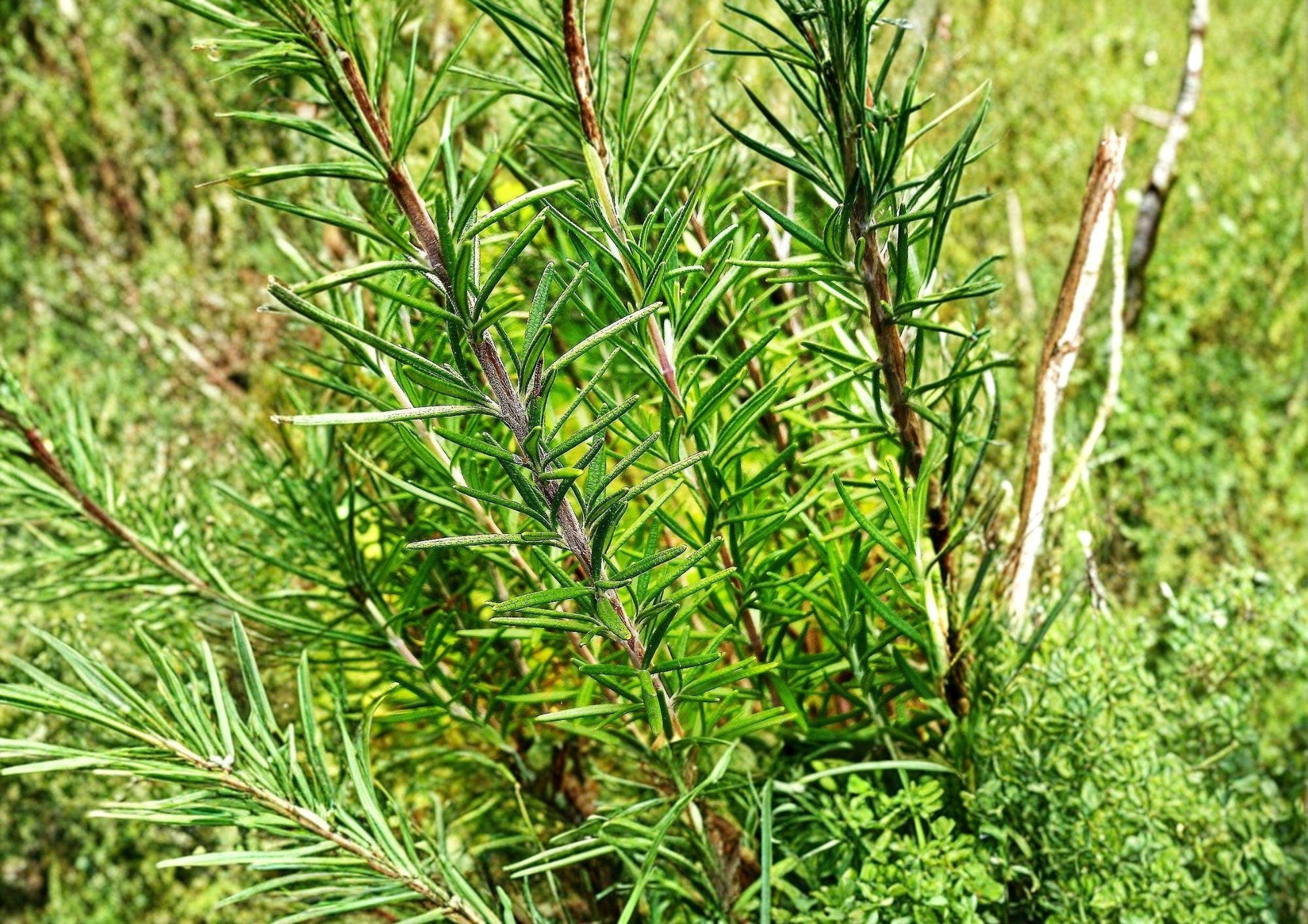 Rosemary Seeds - 50+ Heirloom Non-GMO Culinary Herb for Garden Planting, Aromatic Evergreen - Easy to Grow (Rosmarinus officinalis)