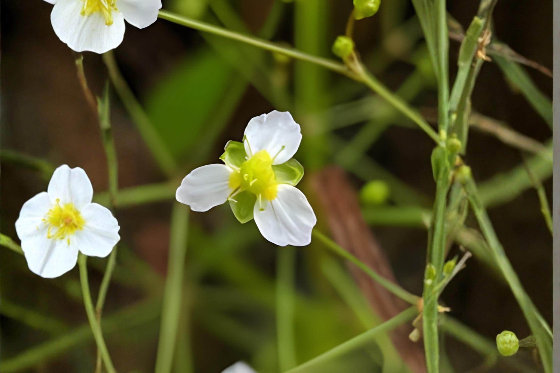 Water Plantain Seeds (100) - Alisma triviale - Native Aquatic Plant for Ponds, Wetlands, and Rain Gardens