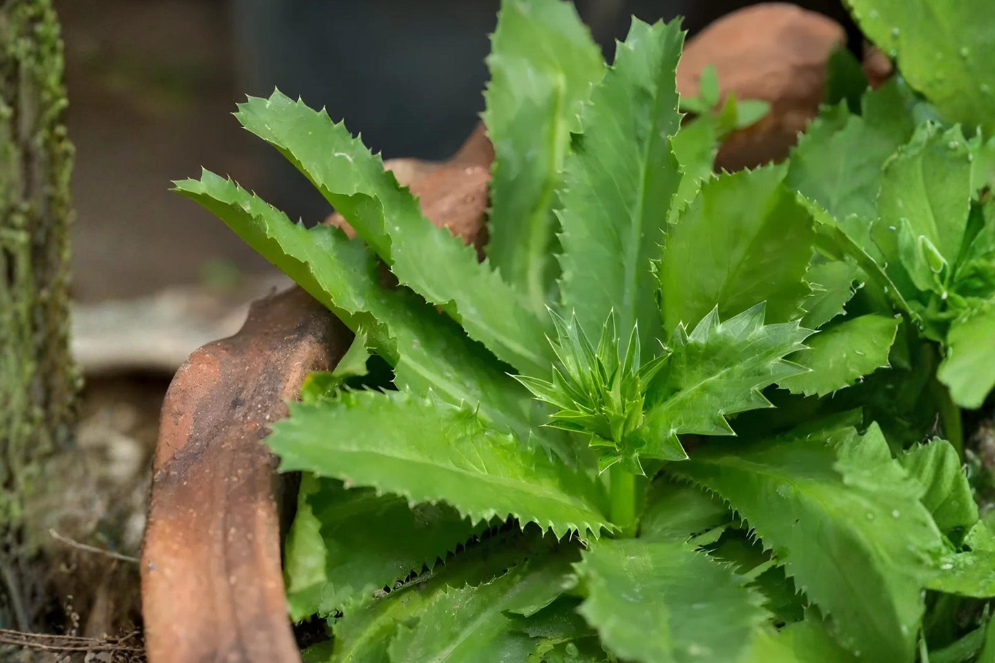 Culantro Seeds (100) | Ngo Gai Herb | Eryngium foetidum | Aromatic Culinary Herb for Vietnamese & Southeast Asian Dishes