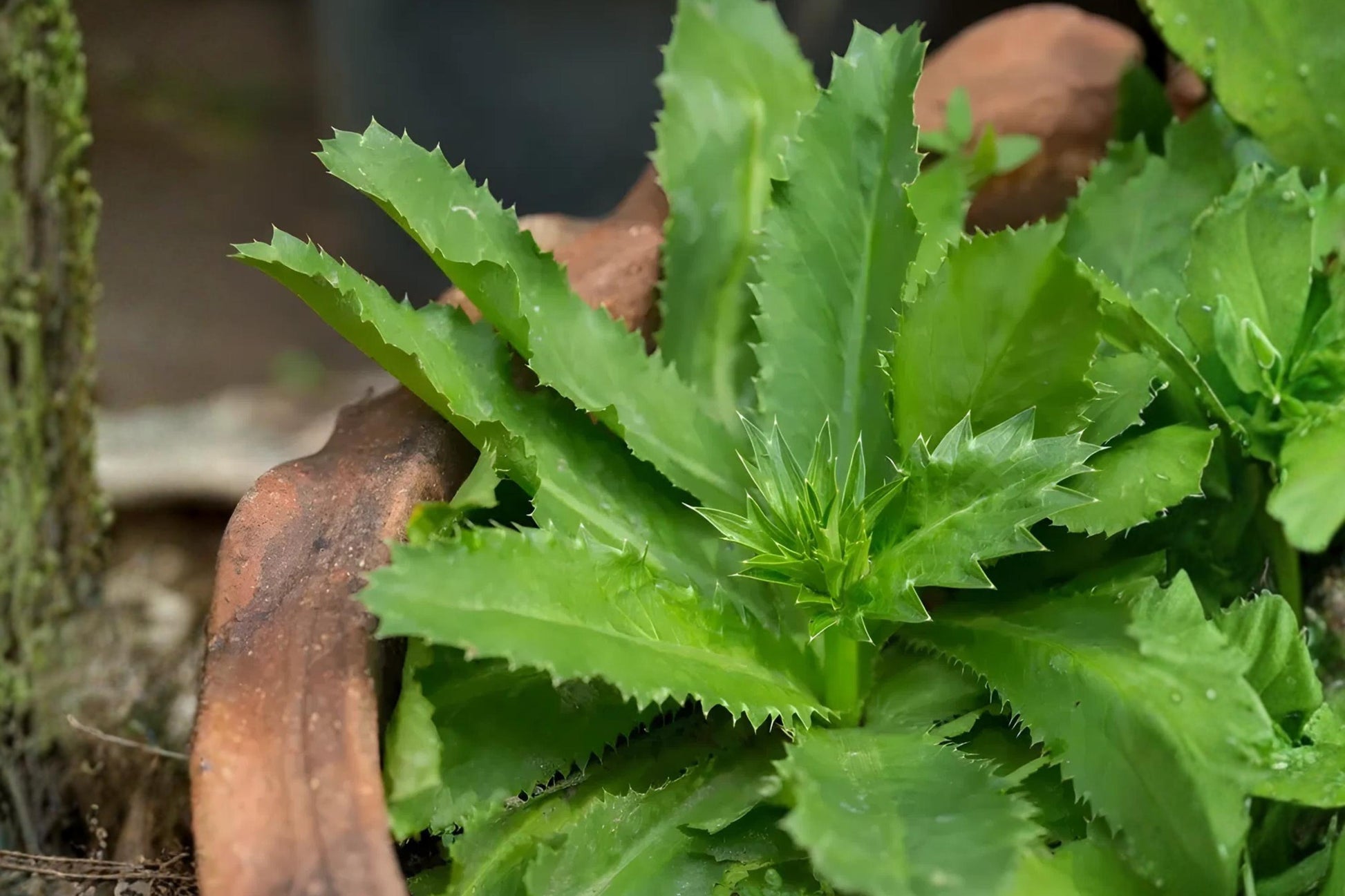 Culantro Seeds (100) | Ngo Gai Herb | Eryngium foetidum | Aromatic Culinary Herb for Vietnamese & Southeast Asian Dishes