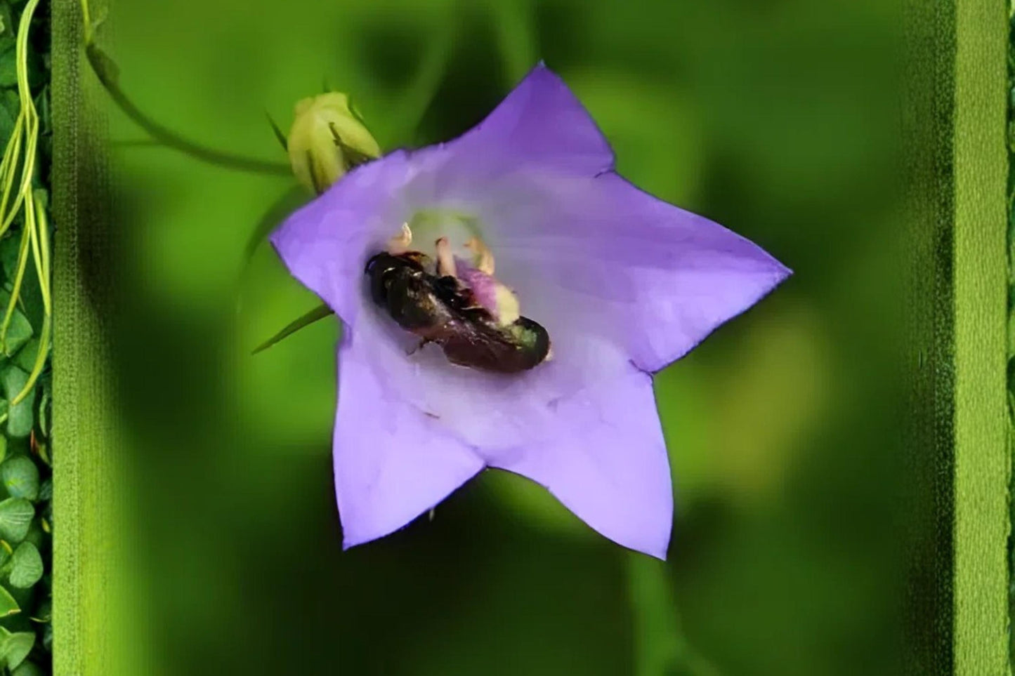 Harebells Seeds (100) - Campanula rotundifolia - Blue Bell-Shaped Wildflower for Rock Gardens and Borders