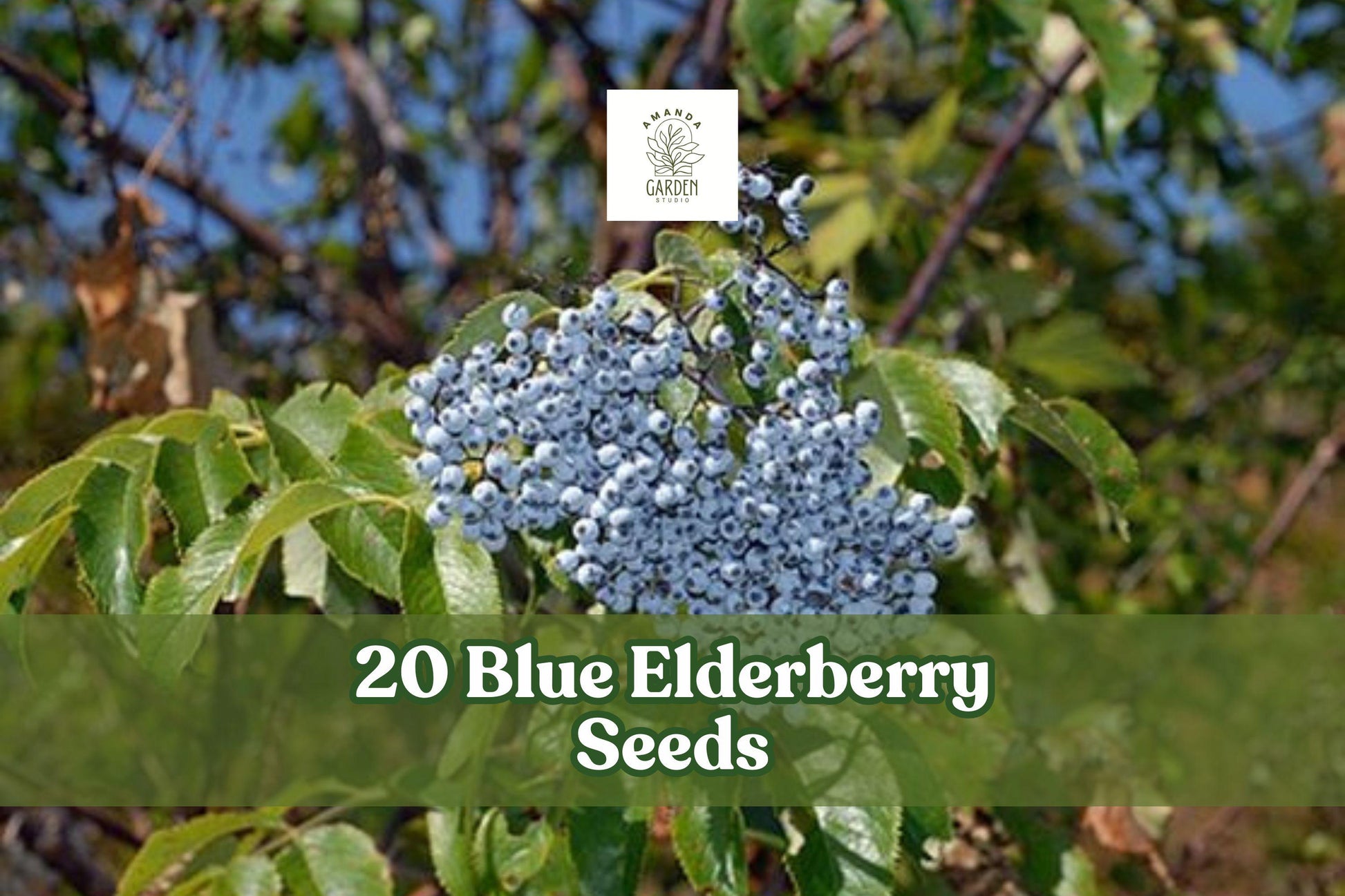 Blue Elderberry Seeds - 20 Count Sambucus caerulea - Hardy Berry Shrub with Blue Berries & White Flowers for Garden Planting