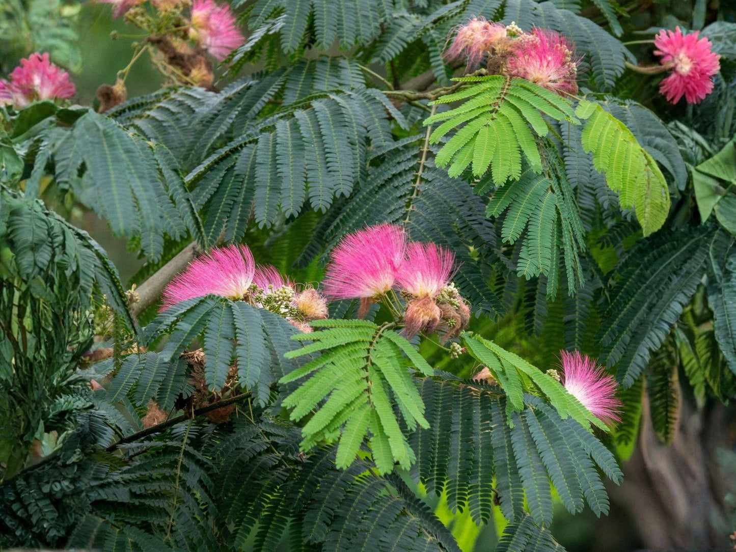 Pink Mimosa Tree Sapling - 2 ft Bare Root Albizia julibrissin, Silk Tree with Pink Flowers for Pollinator Gardens