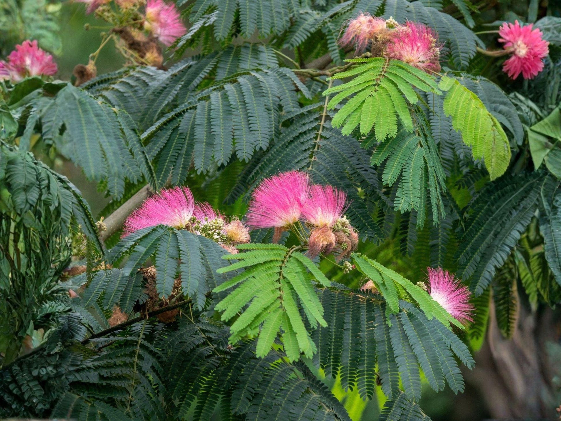 Pink Mimosa Tree Sapling - 2 ft Bare Root Albizia julibrissin, Silk Tree with Pink Flowers for Pollinator Gardens