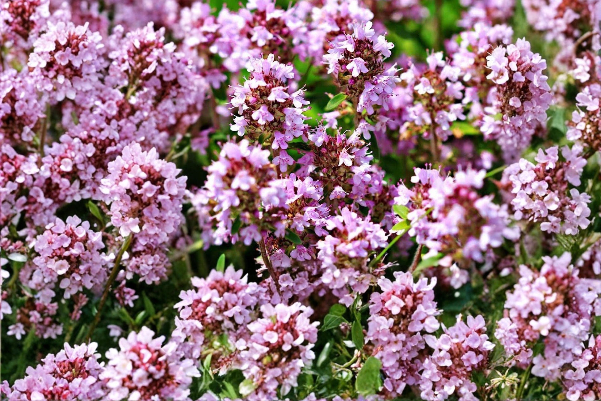Wild Thyme Seeds - 100 Count - Aromatic Perennial Herb with Pink Flowers - Thymus pulegioides - Ideal for Rock Gardens and Groundcover