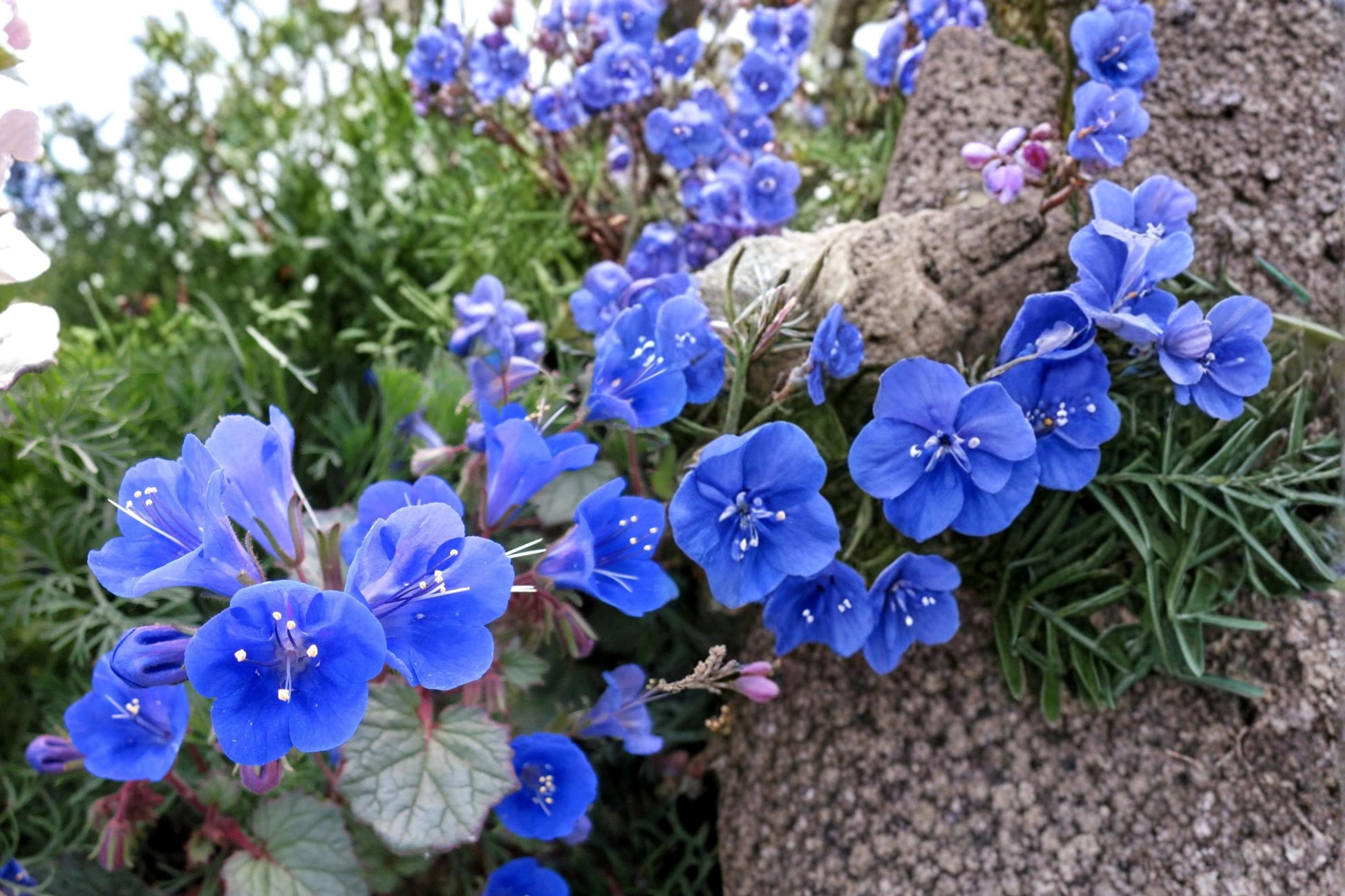 California Bluebells Seeds 100 Count - Deep Blue Bell-Shaped Flowers - Phacelia campanularia - Drought Tolerant Annual Wildflower