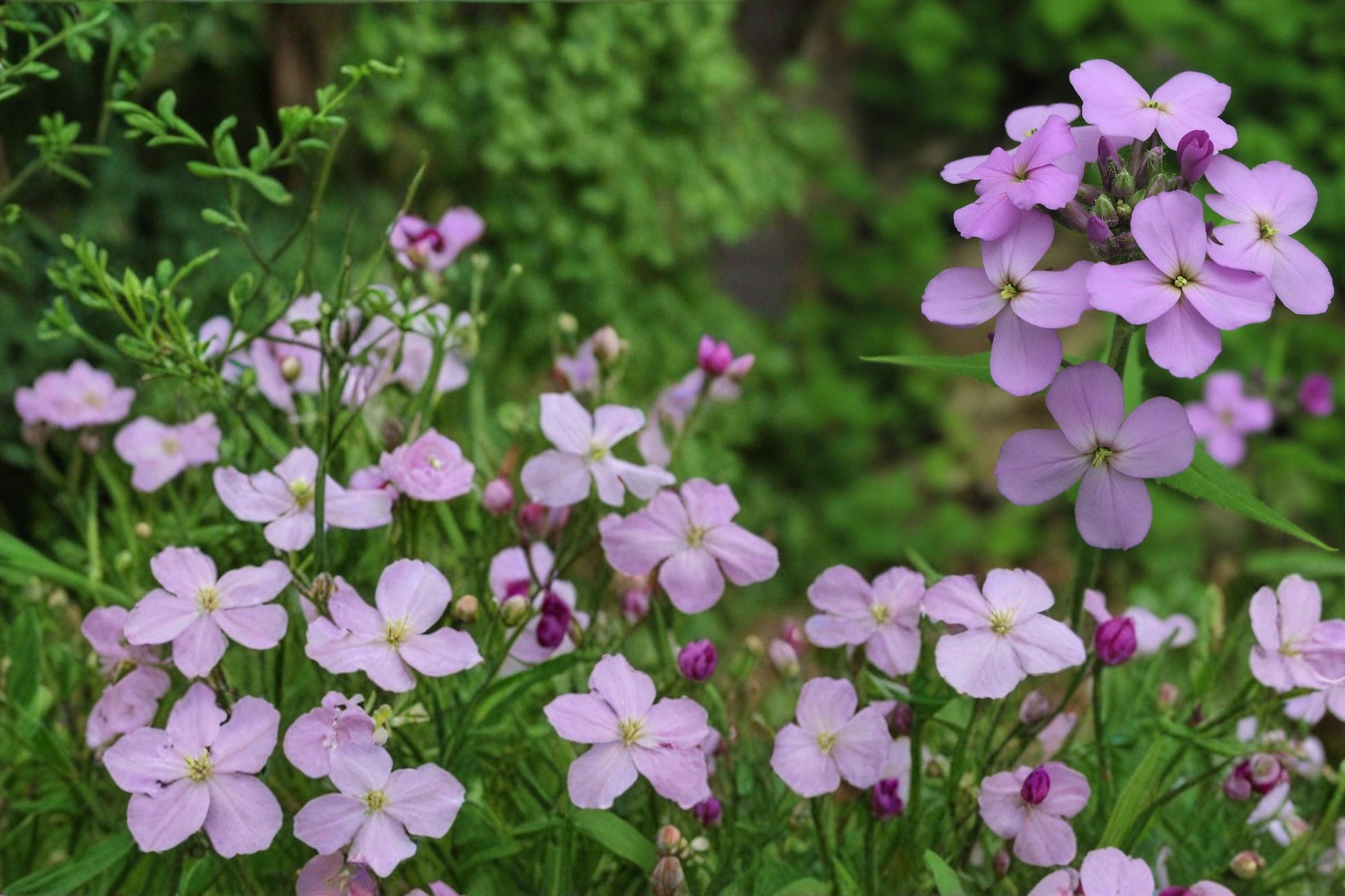 Dame’s Rocket Seeds - 100 Seeds - Purple, Pink, White - Hesperis matronalis - Fragrant Biennial Flower for Cottage Gardens
