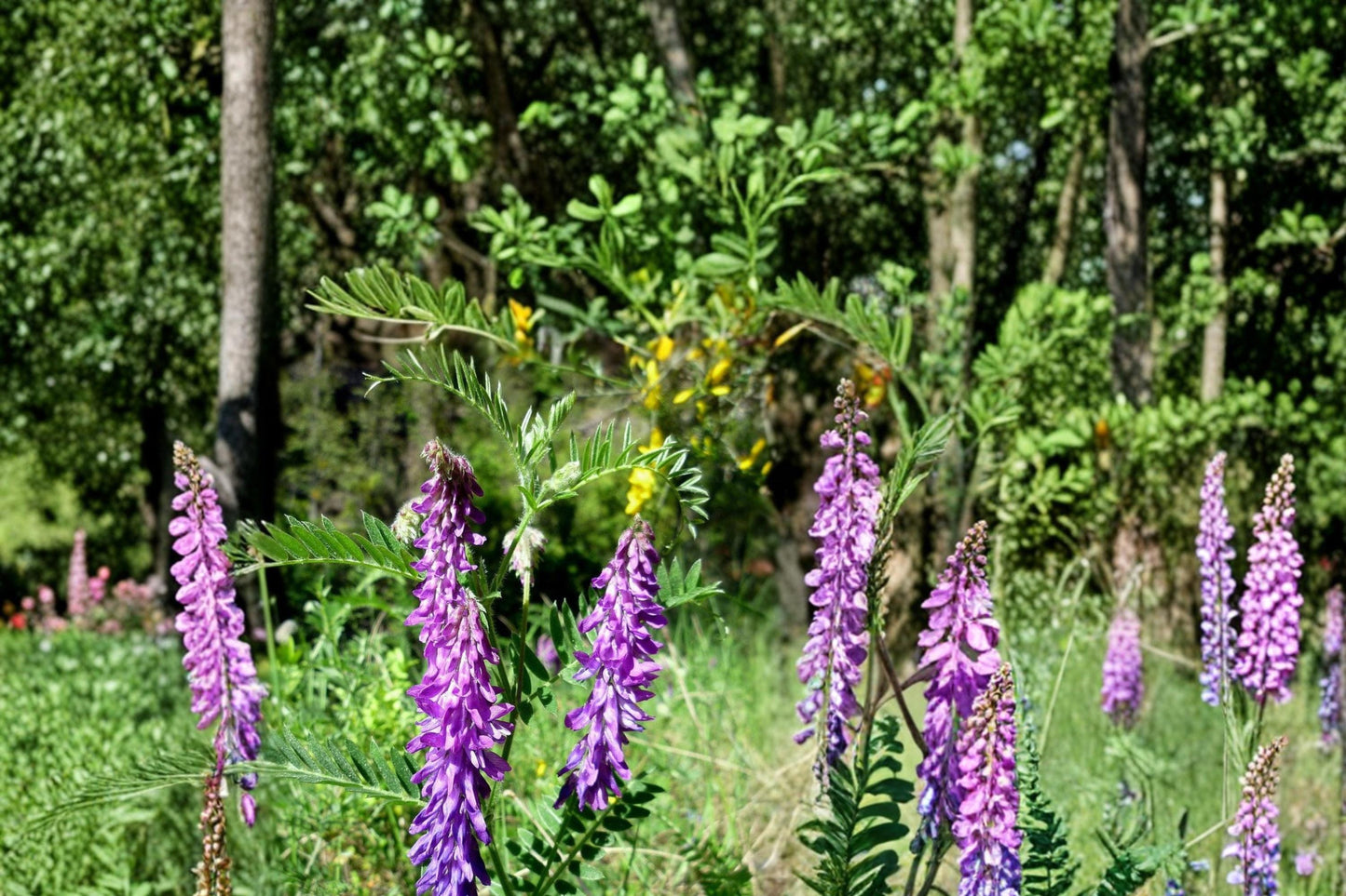 Hairy Vetch Seeds 100 Pack - Vicia villosa - Purple Flowering Annual Legume for Groundcover & Soil Improvement
