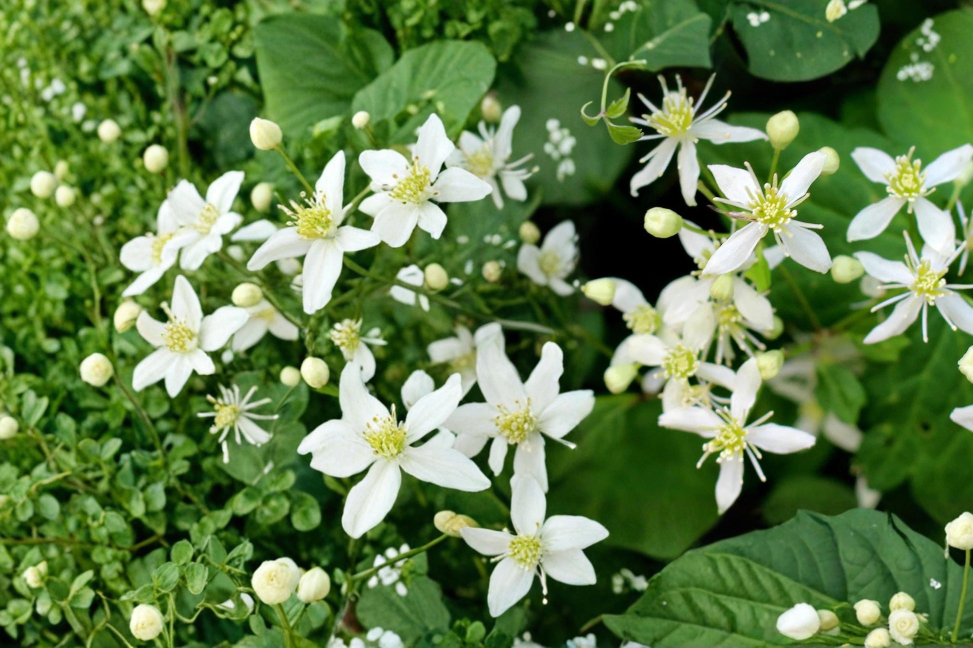 Virgin's Bower Seeds - 50 Clematis virginiana - Fragrant White Flower Climbing Vine for Trellises and Fences, Native Perennial