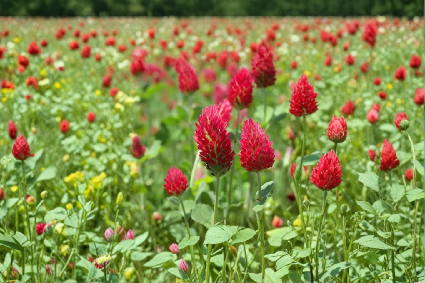 Crimson Clover Seeds 100 Count - Trifolium incarnatum - Vibrant Crimson-Red Flowering Annual Legume for Gardens and Meadows