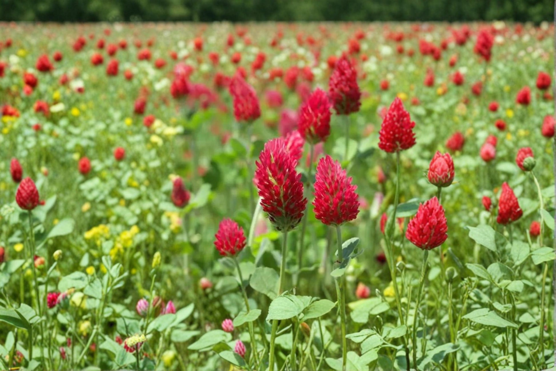 Crimson Clover Seeds 100 Count - Trifolium incarnatum - Vibrant Crimson-Red Flowering Annual Legume for Gardens and Meadows
