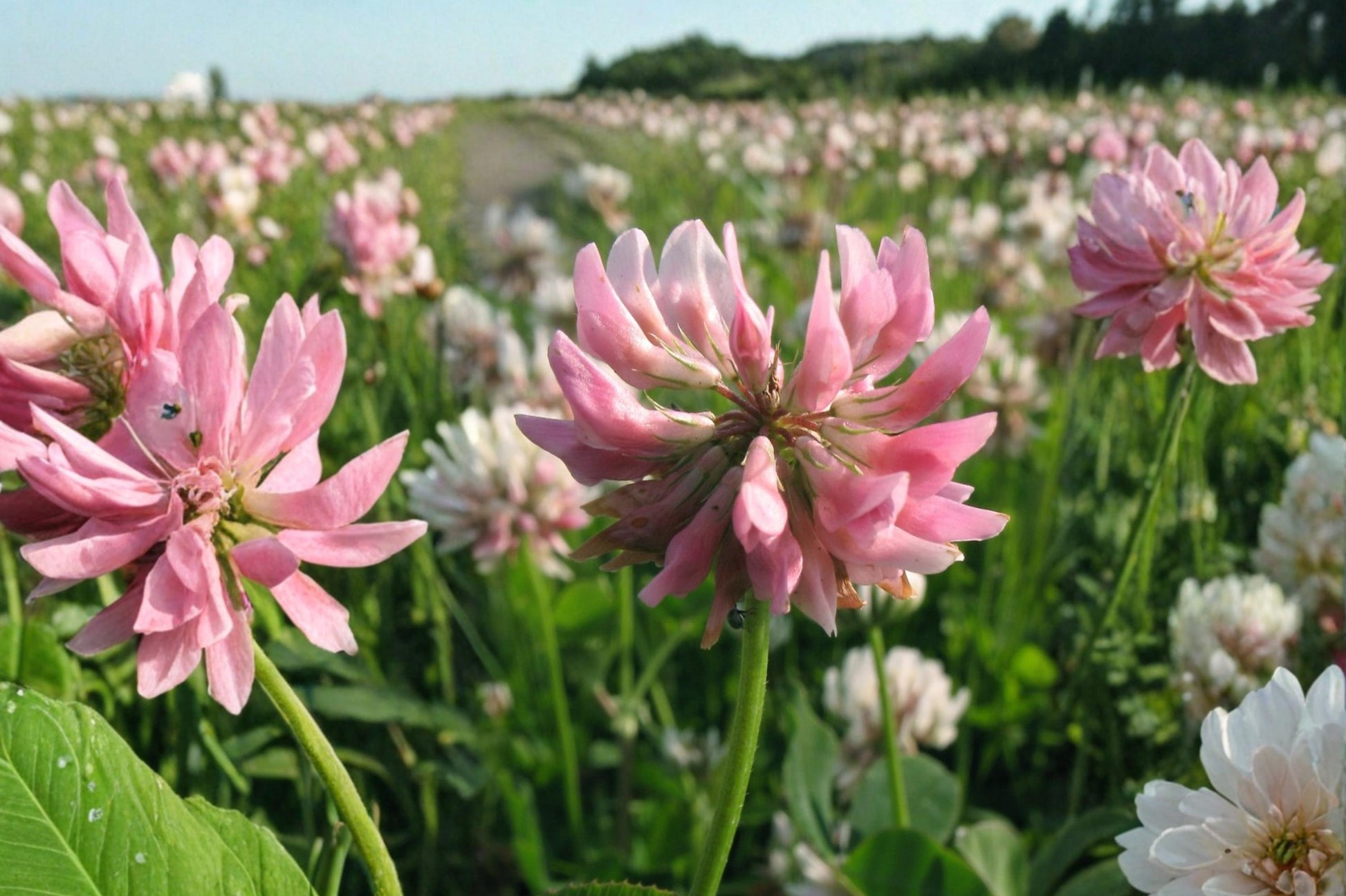 Alsike Clover Seeds - 100 Count - Pink to White Flowering Legume - Trifolium hybridum - Perennial Meadow Plant Seed