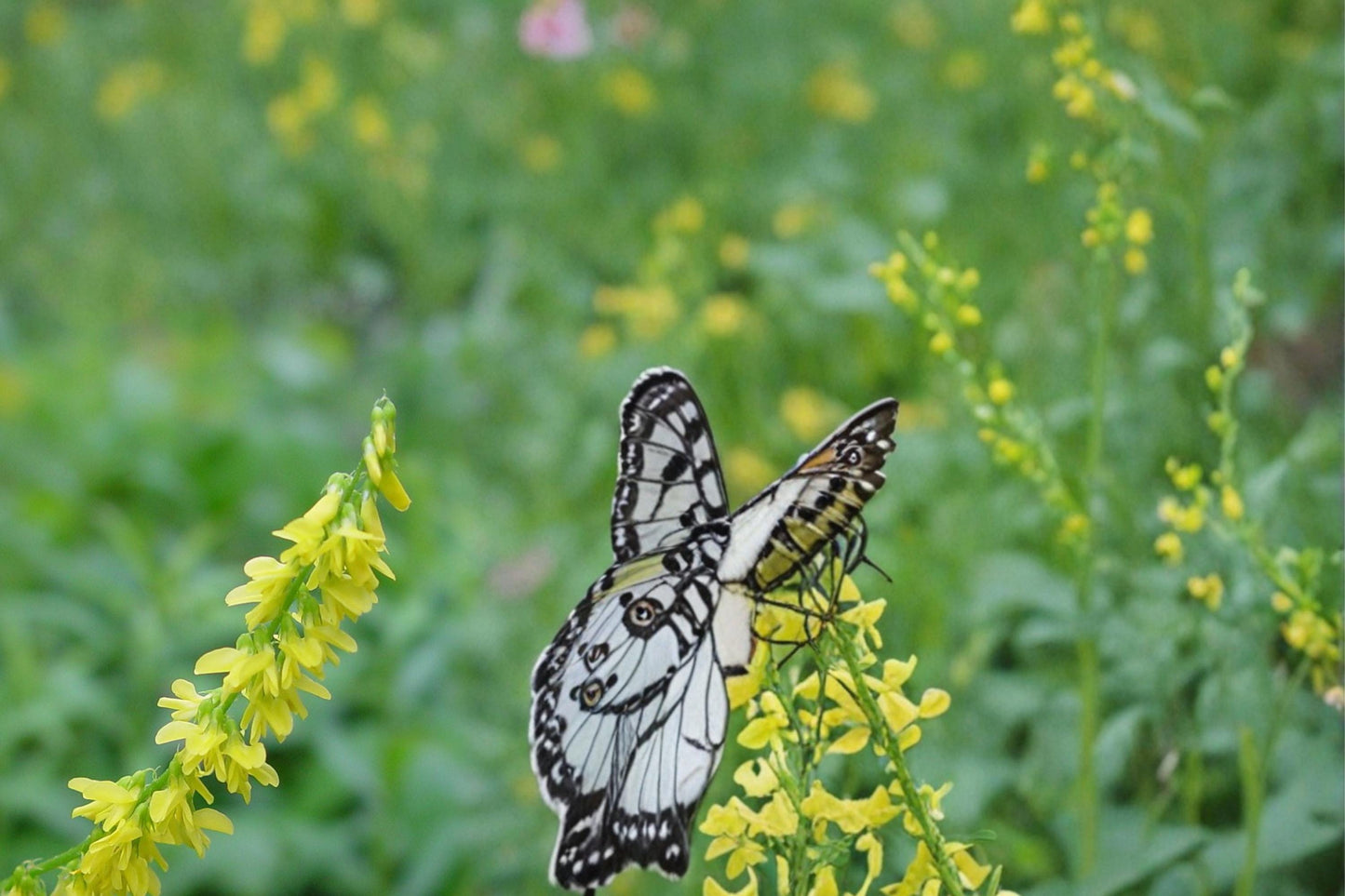 Yellow Sweet Clover Seeds 100 Count - Melilotus officinalis - Drought Tolerant Biennial Legume for Meadows and Open Areas