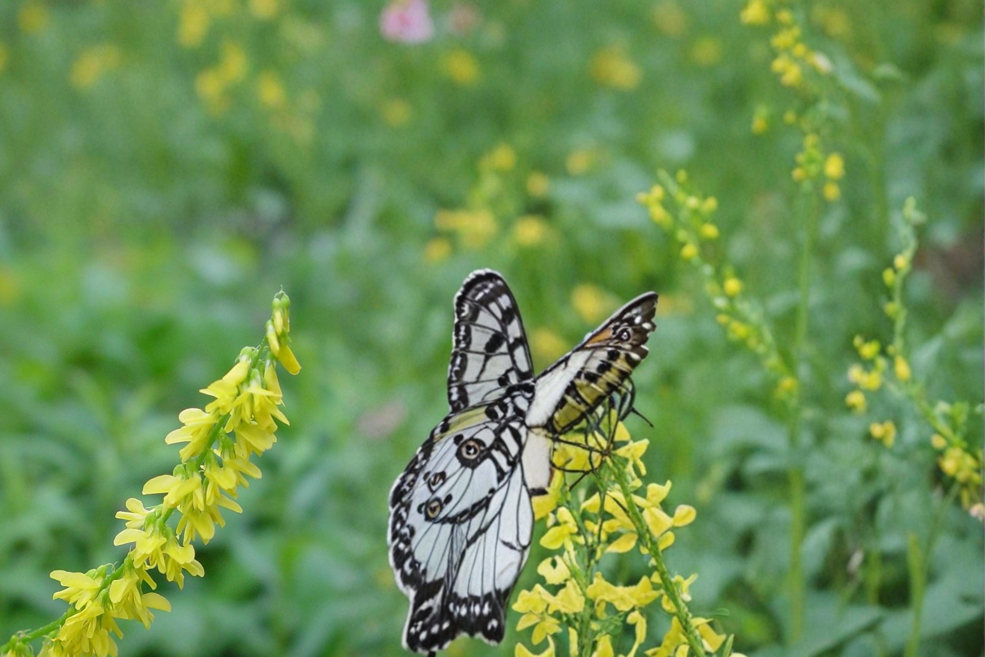 Yellow Sweet Clover Seeds 100 Count - Melilotus officinalis - Drought Tolerant Biennial Legume for Meadows and Open Areas