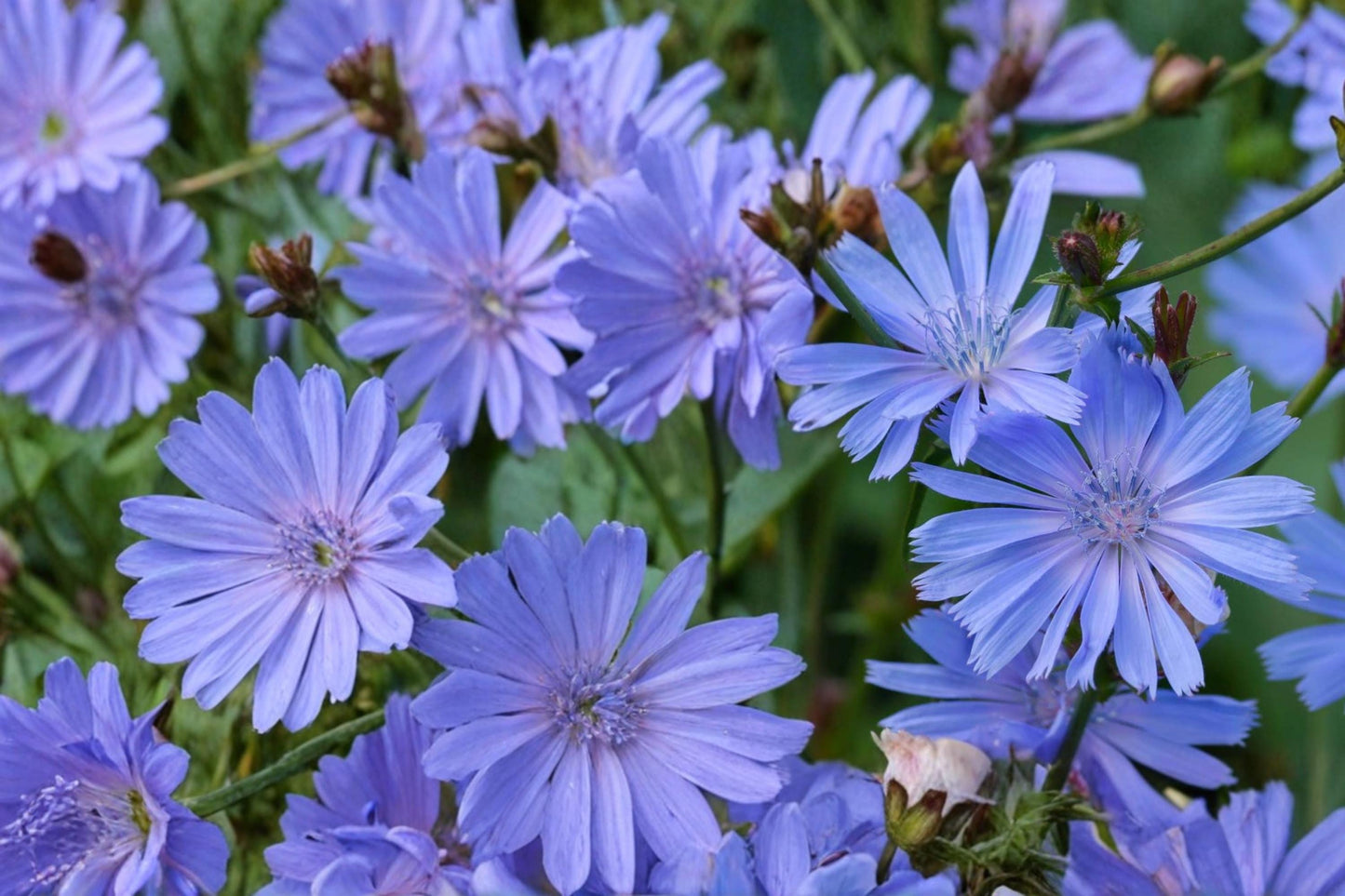 Blue Chicory Seeds, 100 Count - Cichorium intybus - Bright Blue Daisy Flowers for Meadows, Roadside & Naturalized Areas