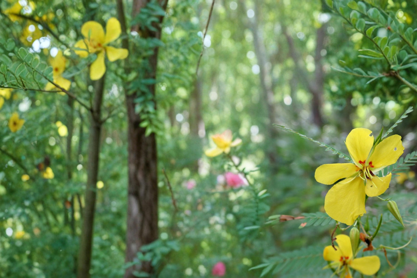 Partridge Pea Seeds 100 Pack - Chamaecrista fasciculata - Yellow Wildflower Annual Legume for Meadows and Gardens