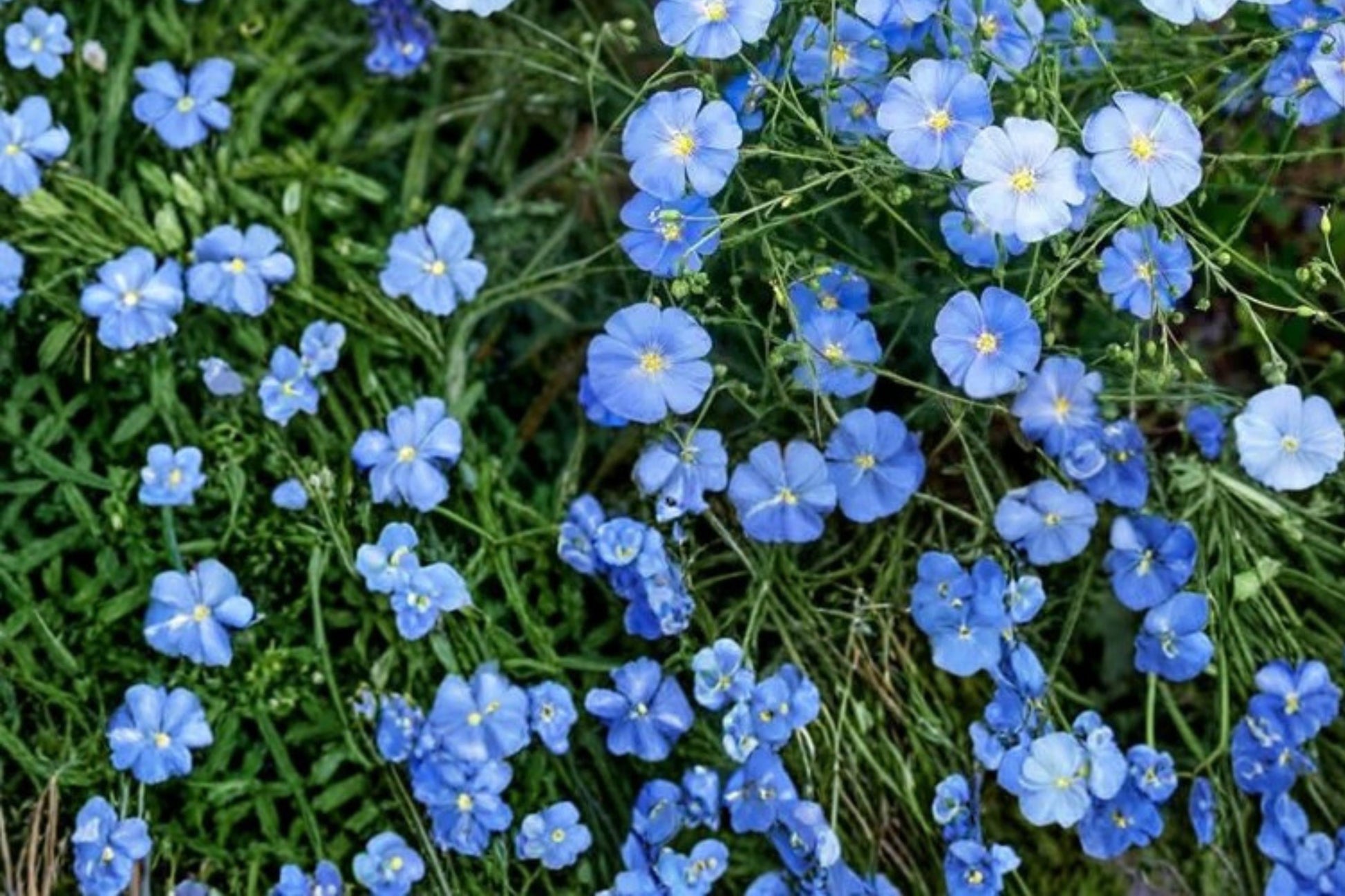 Perennial Blue Flax Seeds - 100 Seeds - Linum perenne - Soft Blue Flowers for Borders, Rock Gardens, Drought Tolerant Wildflower