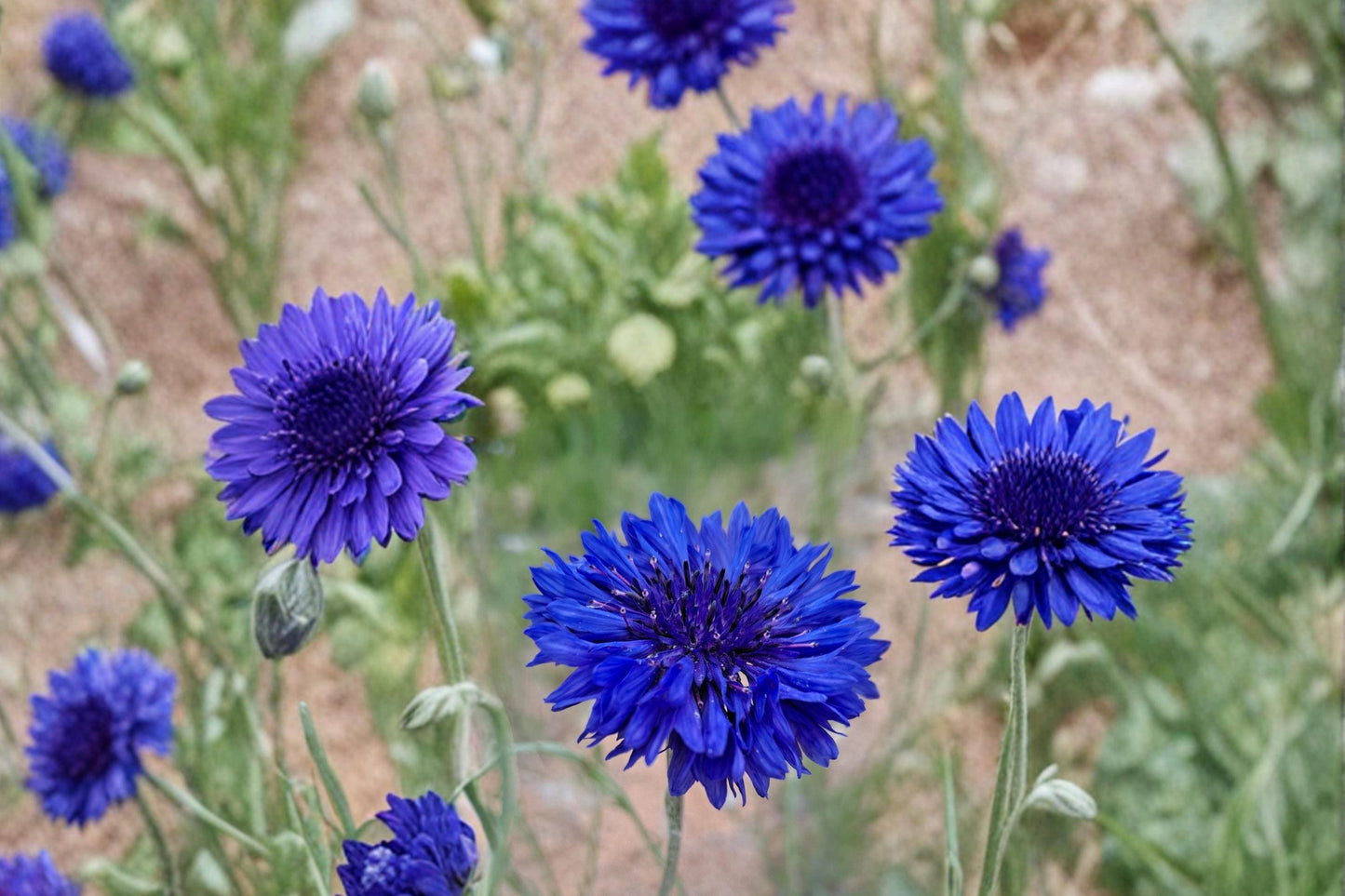 Blue Bachelor's Button Seeds 100 - Centaurea cyanus - Bright Blue Fringed Annual Wildflower for Gardens and Borders
