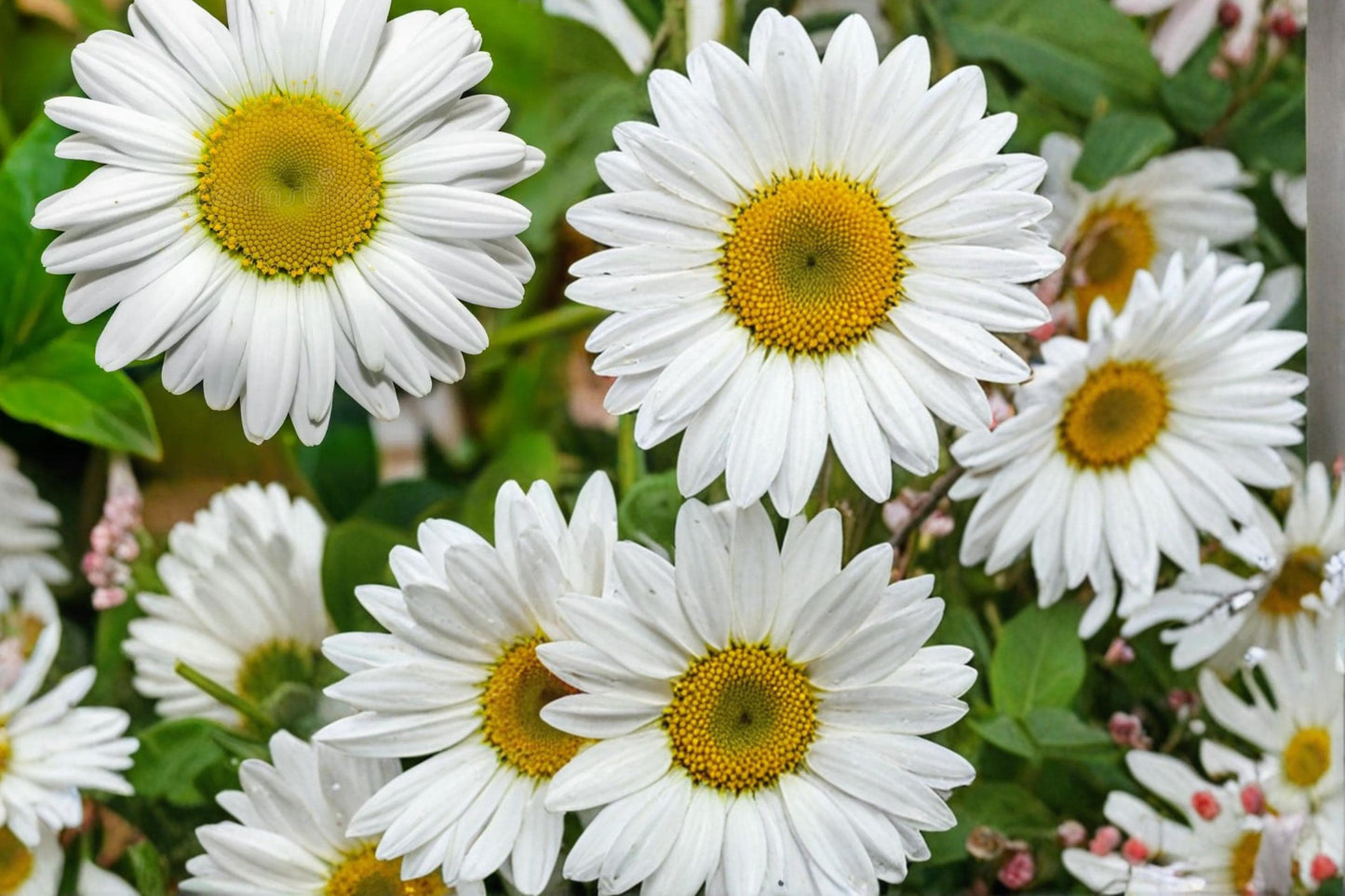 Oxeye Daisy Seeds 100 Pack - Leucanthemum vulgare - White Petals with Yellow Centers - Perennial Wildflower for Gardens