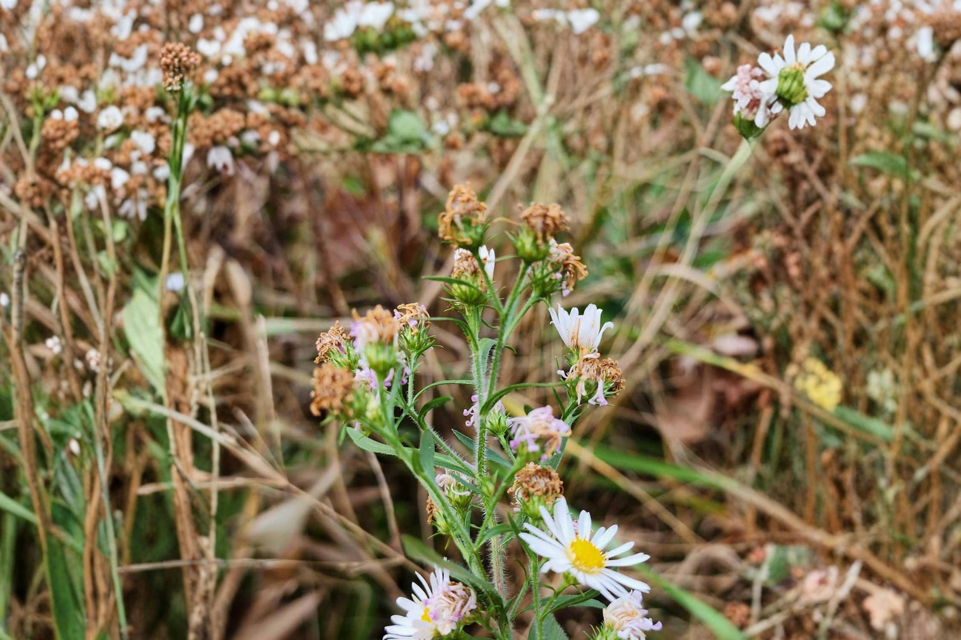 Heath Aster Seeds - 100 Count - White Daisy-Like Flowers - Symphyotrichum pilosum - Hardy Perennial for Meadows & Gardens