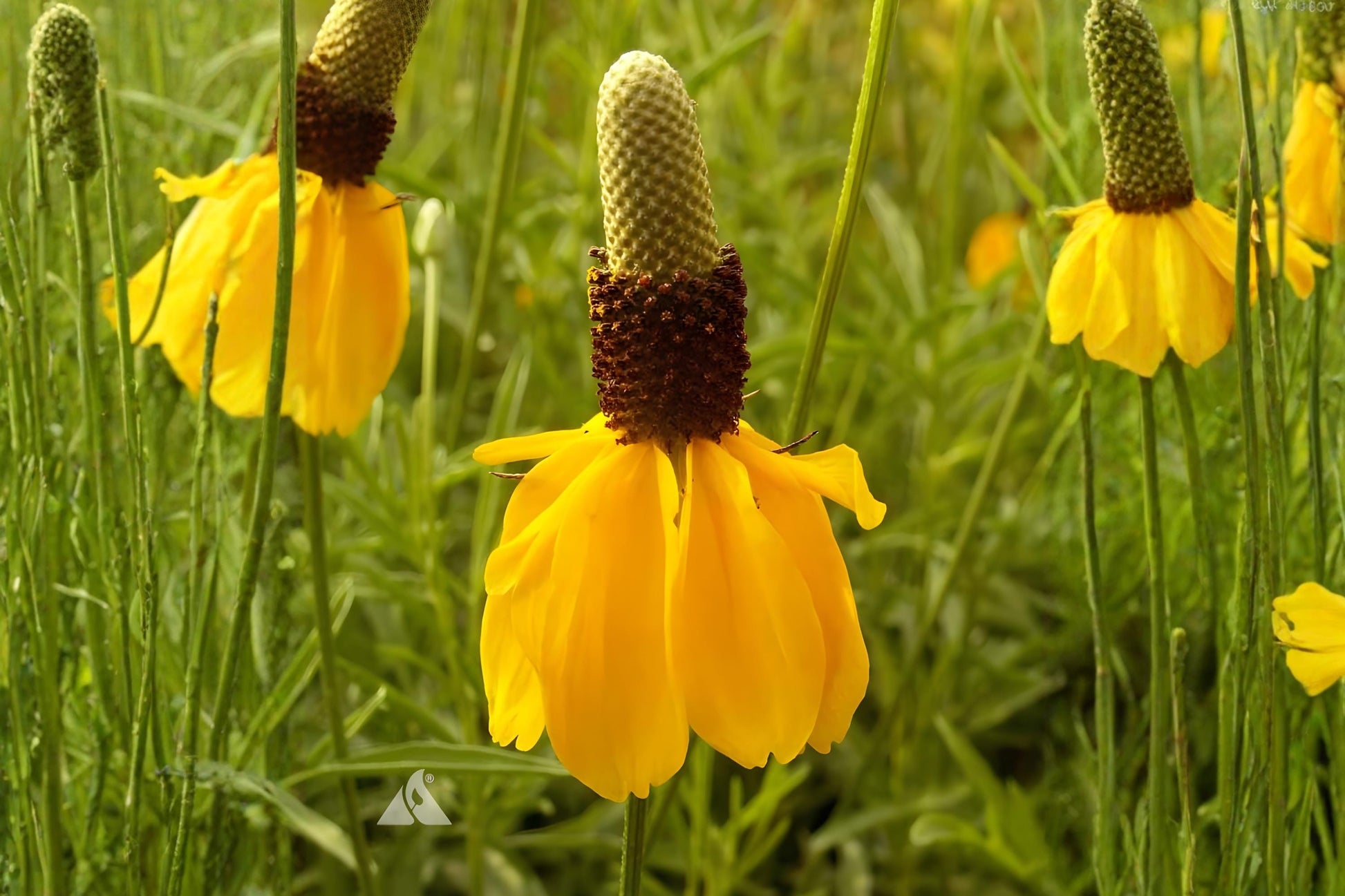 Prairie Coneflower Seeds (100) | Yellow Wildflower for Gardens | Ratibida columnifera | Drought Tolerant Native Seeds
