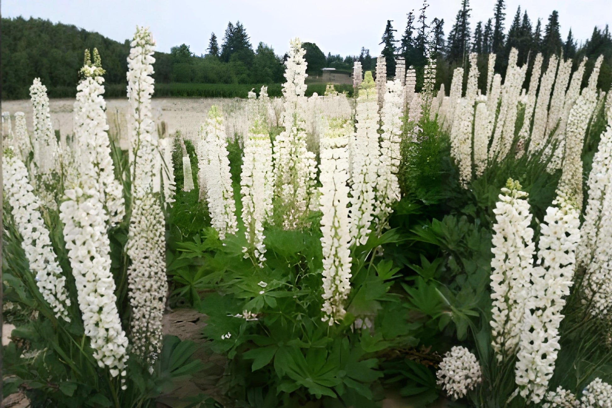 White Lupine Seeds (20) | Russell Lupine | Lupinus polyphyllus | Elegant Perennial for Cottage Gardens & Pollinator Landscapes
