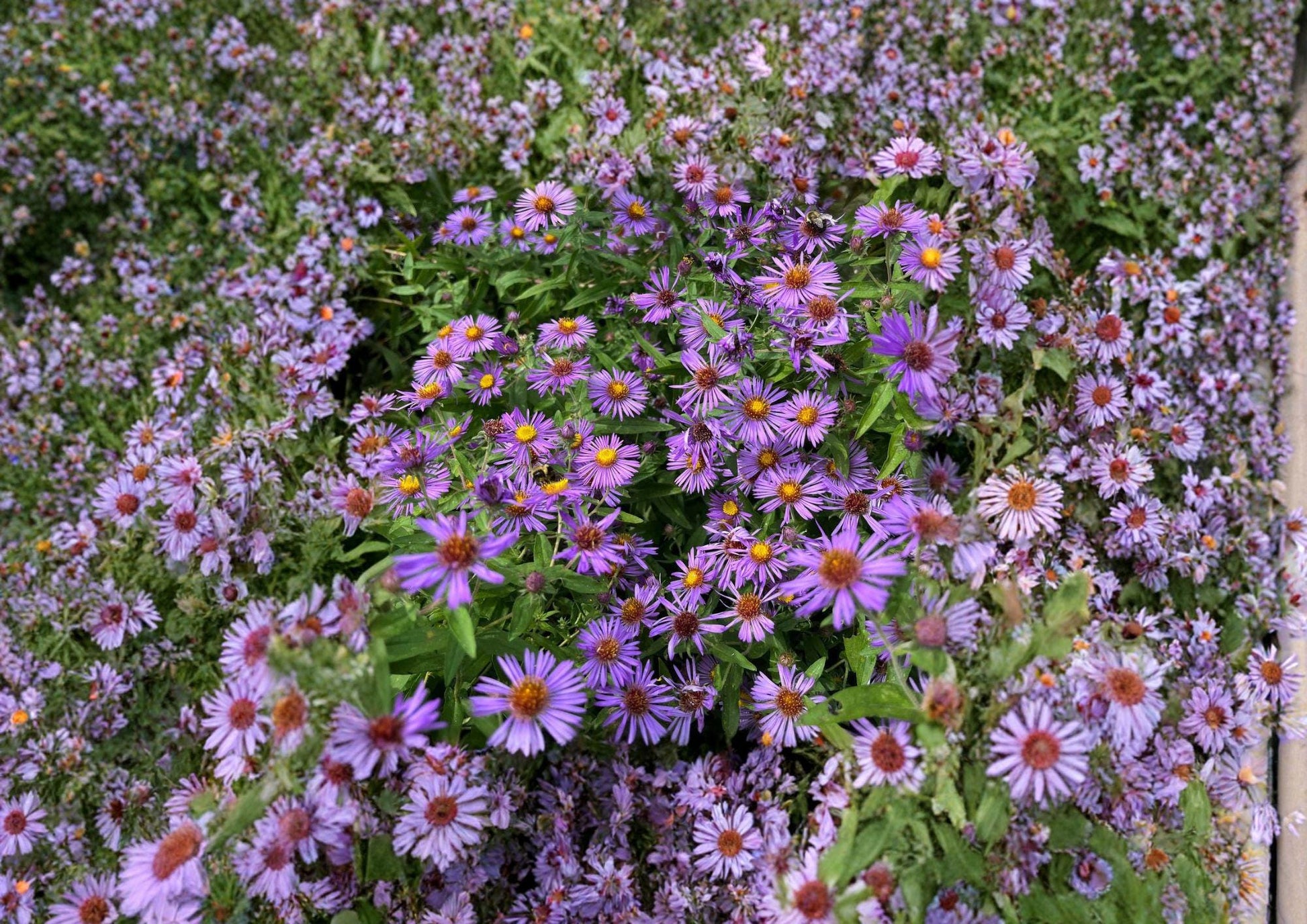 500 New England Aster Seeds, Purple Heirloom Wildflower, Aster Novae Angliae, Pollinator Friendly Garden Planting