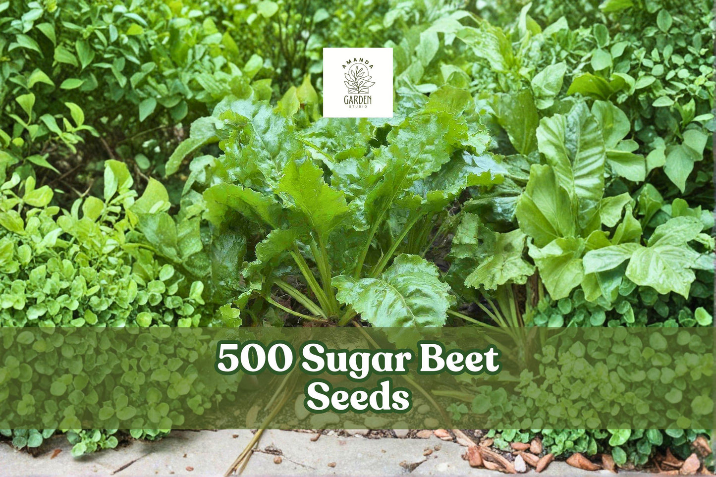 Sugar Beet Seeds 500 Count - Beta vulgaris - Fast-Growing Root Crop for Garden Planting - Adaptable & Easy to Grow