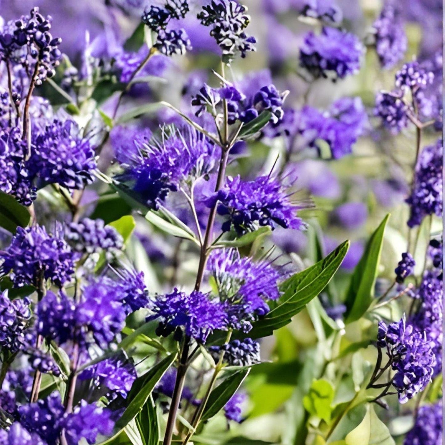 Black Knight Caryopteris | Bare Root Bluebeard Shrub | Caryopteris x clandonensis | Pollinator Friendly