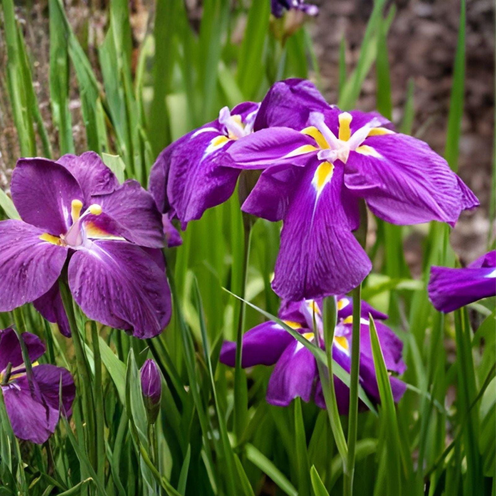 Japanese Iris Rhizomes | 3 Rhizomes | Purple Flower Perennial | Iris ensata ‘Caesars Brother’ | Water Garden Plant
