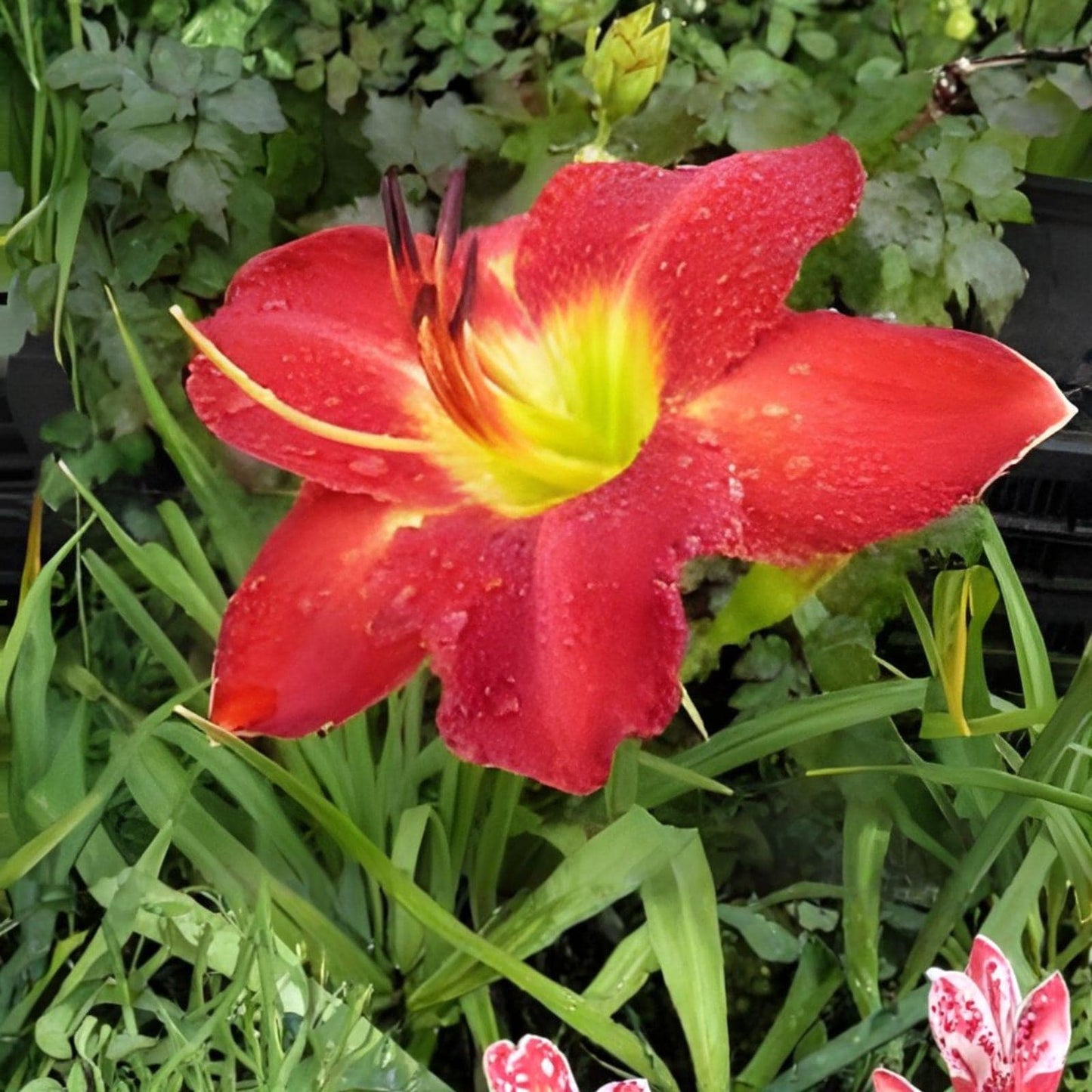 Bare Root Plant | Hemerocallis | Passion for Red Daylily | Red Bloom Perennial | Summer Flower | Hardy Garden Plant