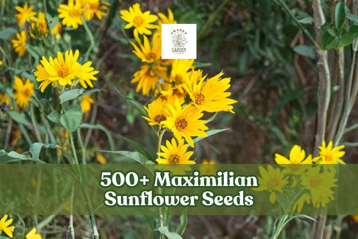 Maximilian Sunflower Seeds - 500+ Giant Wild Sunflower (Helianthus maximiliani) - Bright Yellow Blooms for Natural Gardens